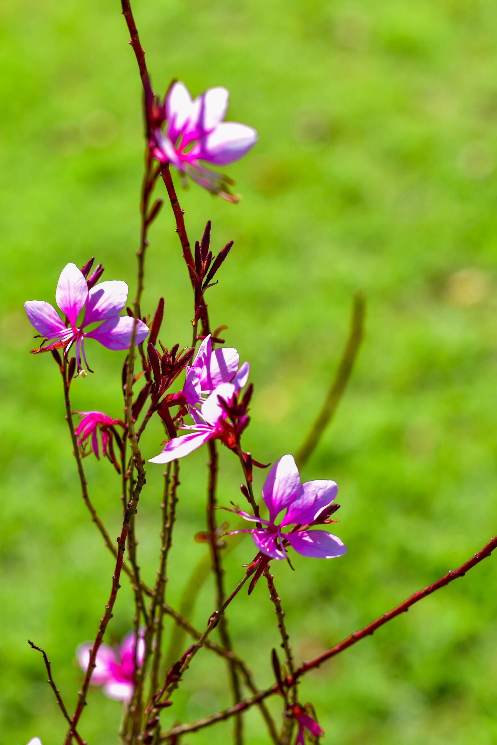 Nikon D5500 sample photo. Flowers, bloom, pink gaura photography