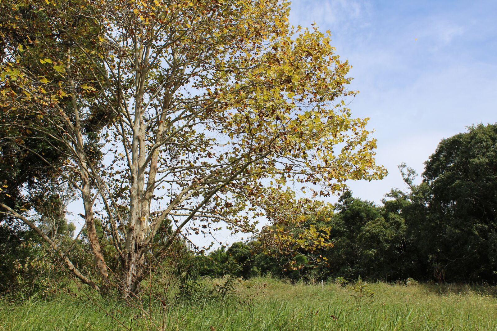 Canon EOS 1200D (EOS Rebel T5 / EOS Kiss X70 / EOS Hi) sample photo. Nature, tree, landscape photography