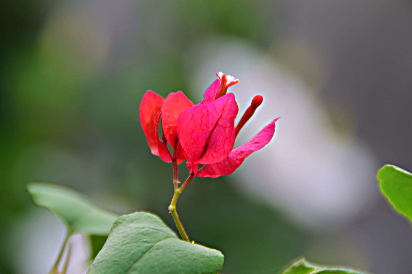 Nikon D5300 sample photo. Bougainvillia, blossom, bloom photography