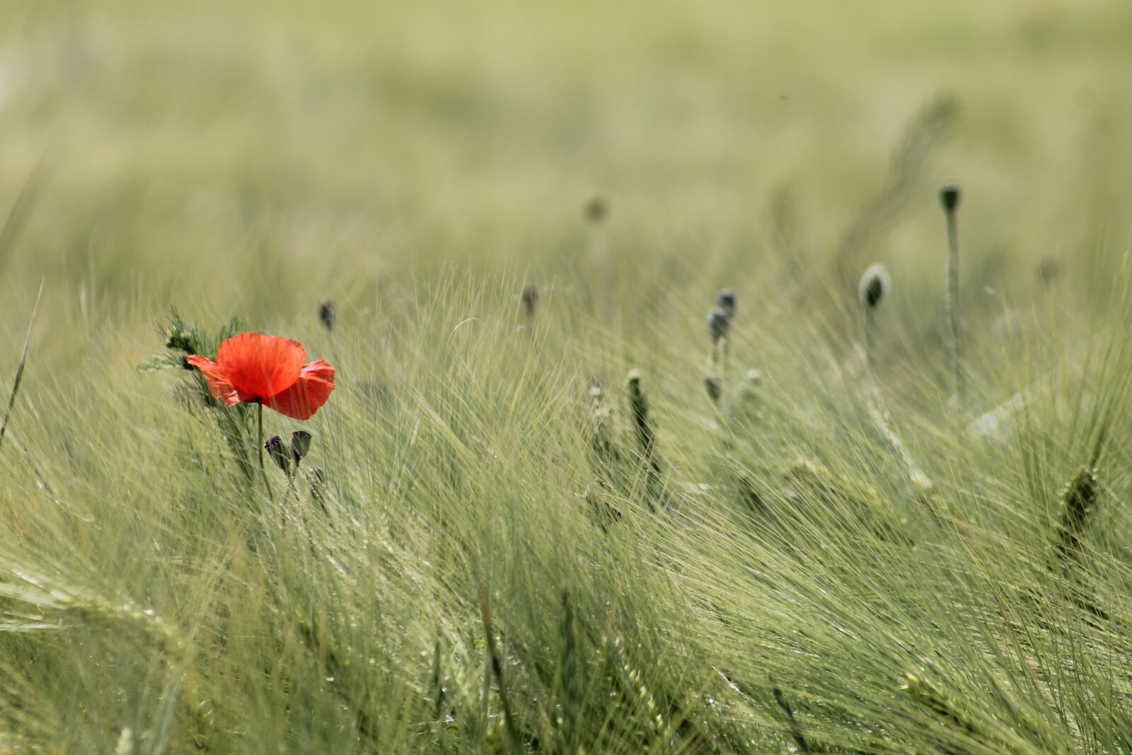 Canon EF 55-200mm F4.5-5.6 II USM sample photo. Meadow, field, wheat photography