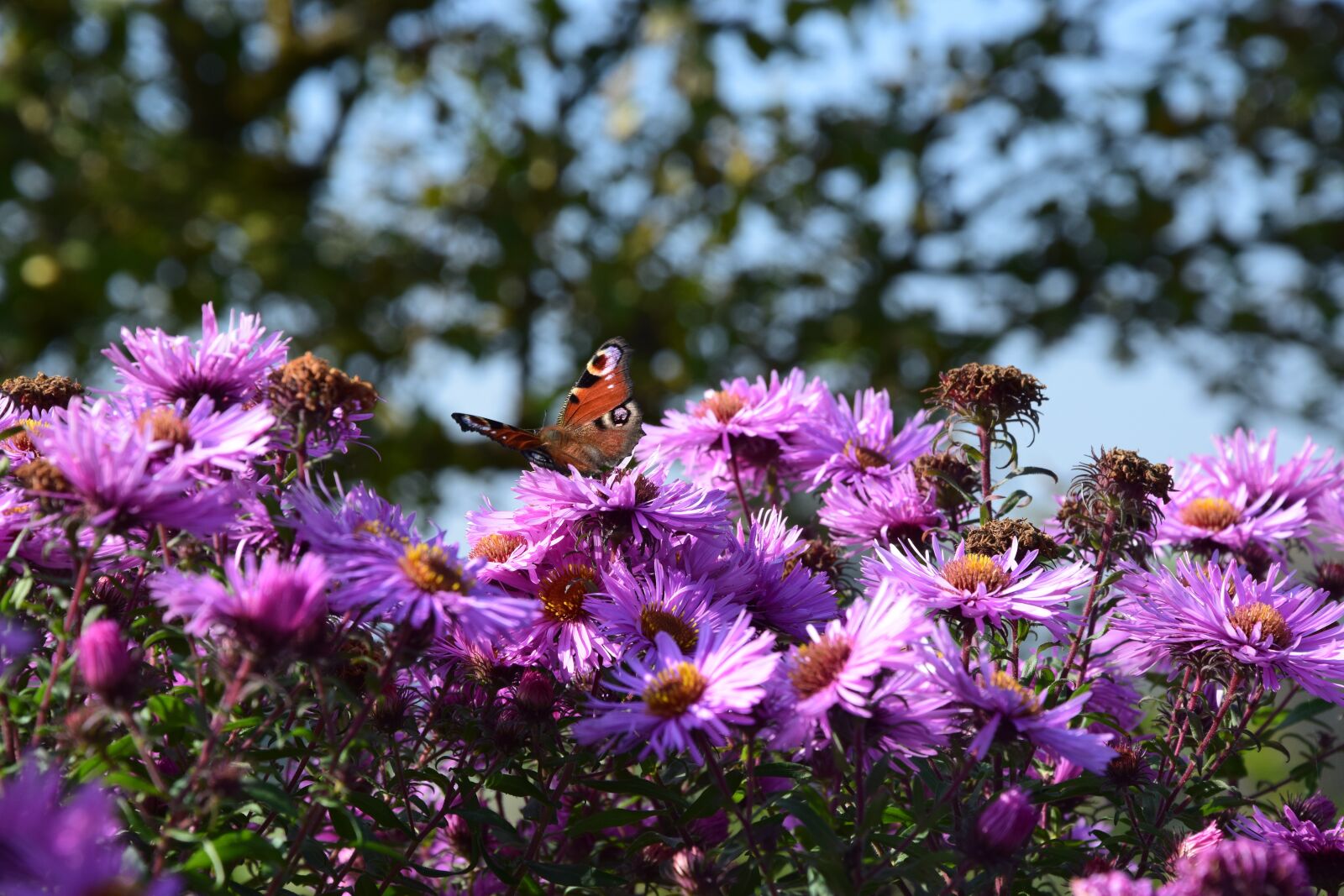 Nikon D5300 sample photo. Spring, aster, purple flower photography