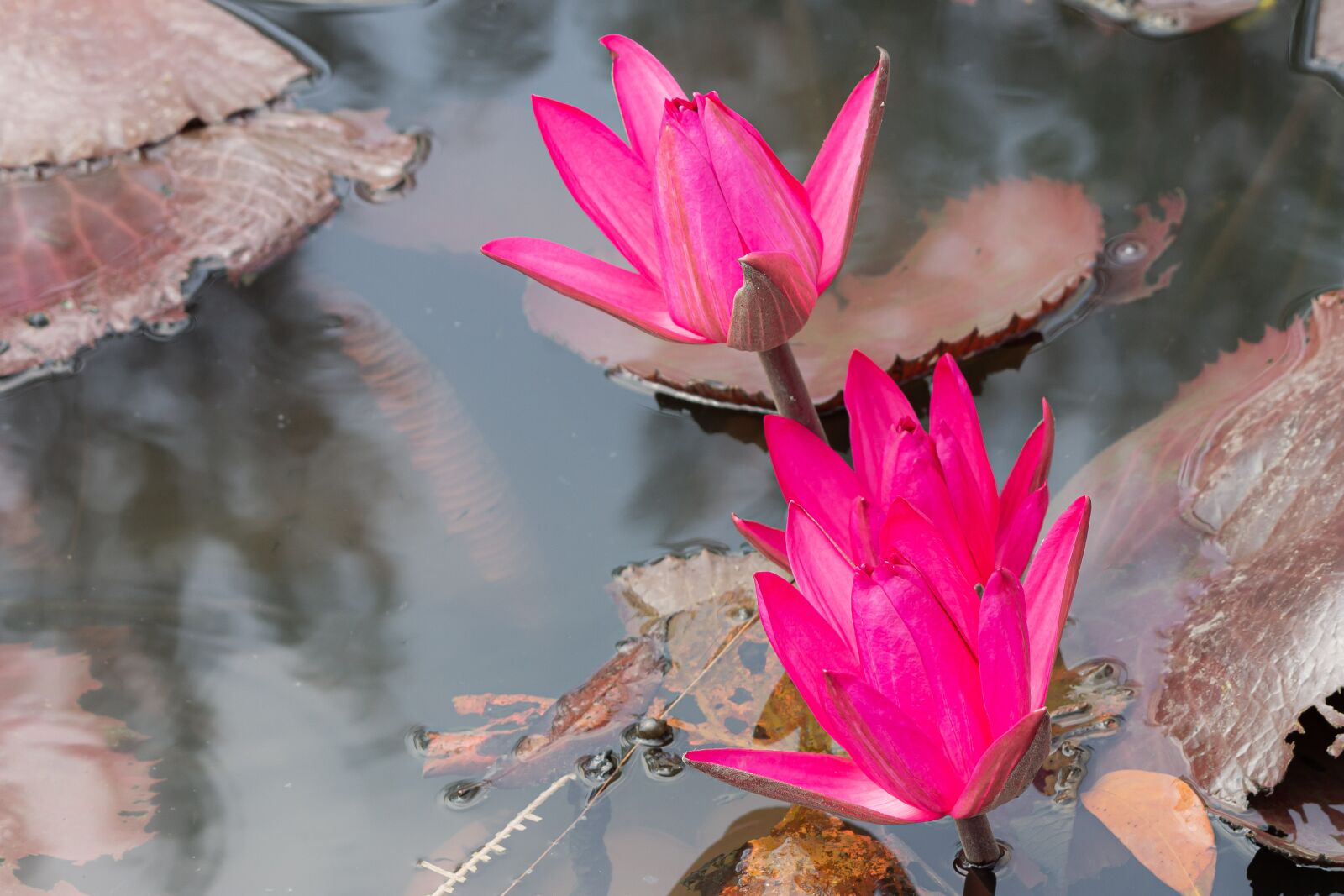 Canon EF-S 55-250mm F4-5.6 IS sample photo. Aquatic, background, beautiful photography