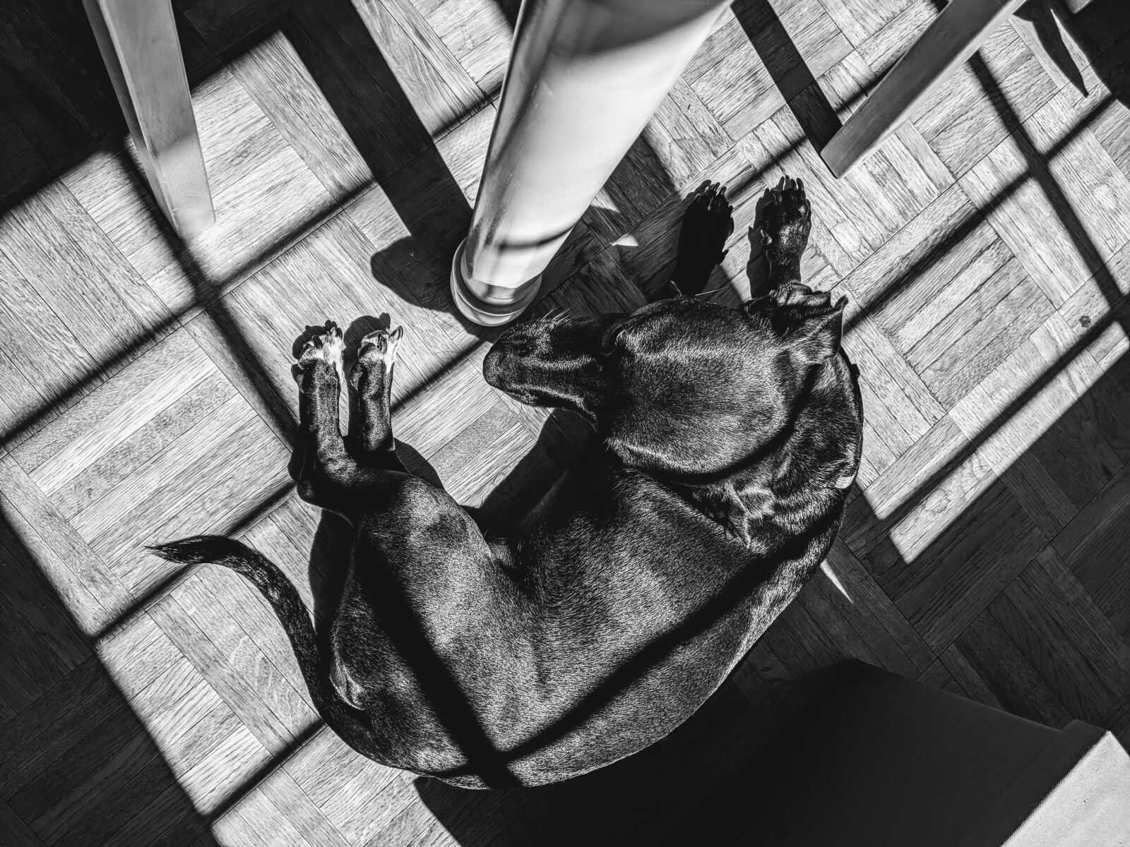 Google Pixel 3 XL sample photo. Shadows, dog, black and photography