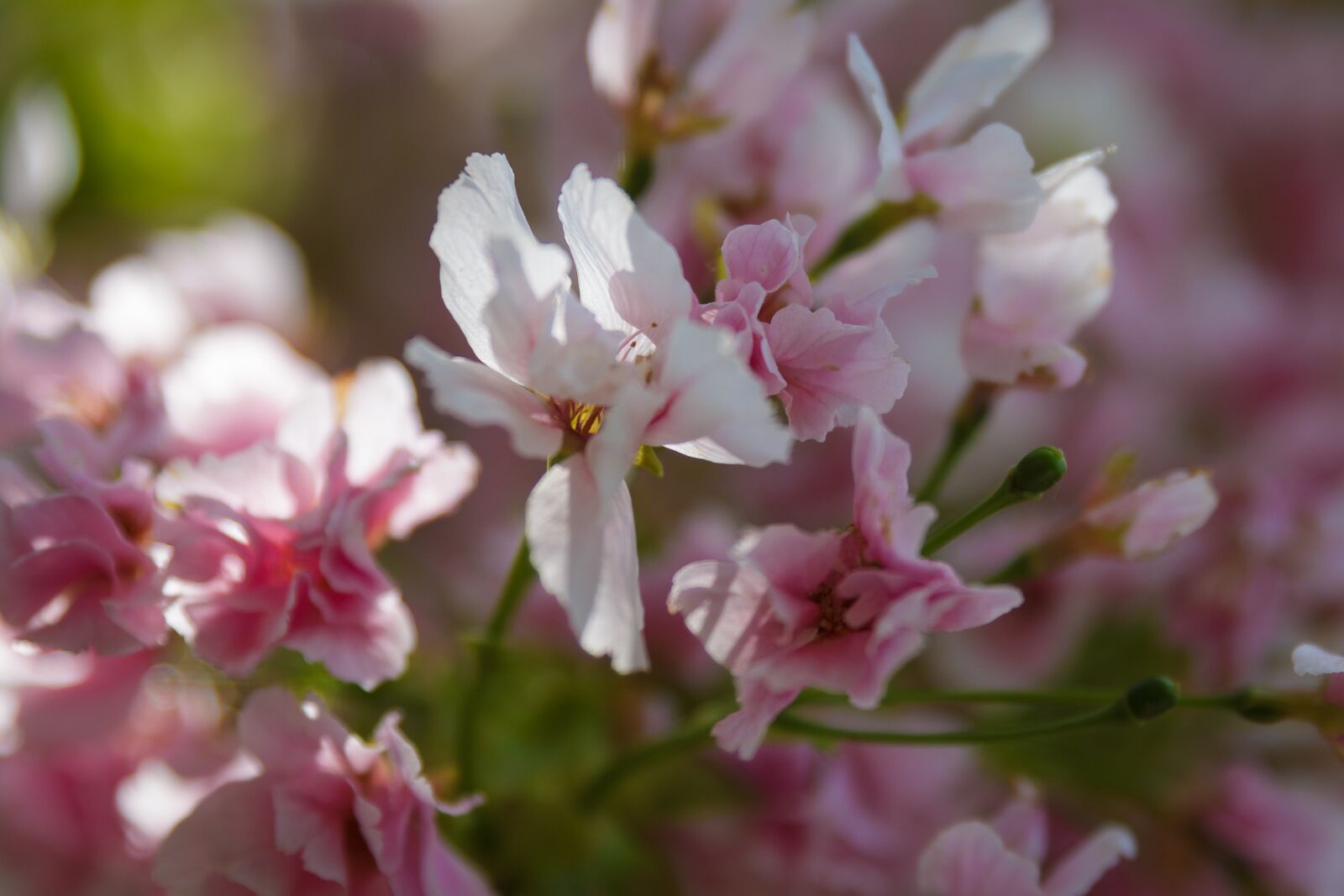 Canon EOS 70D sample photo. Cherry blossom, blossom, bloom photography