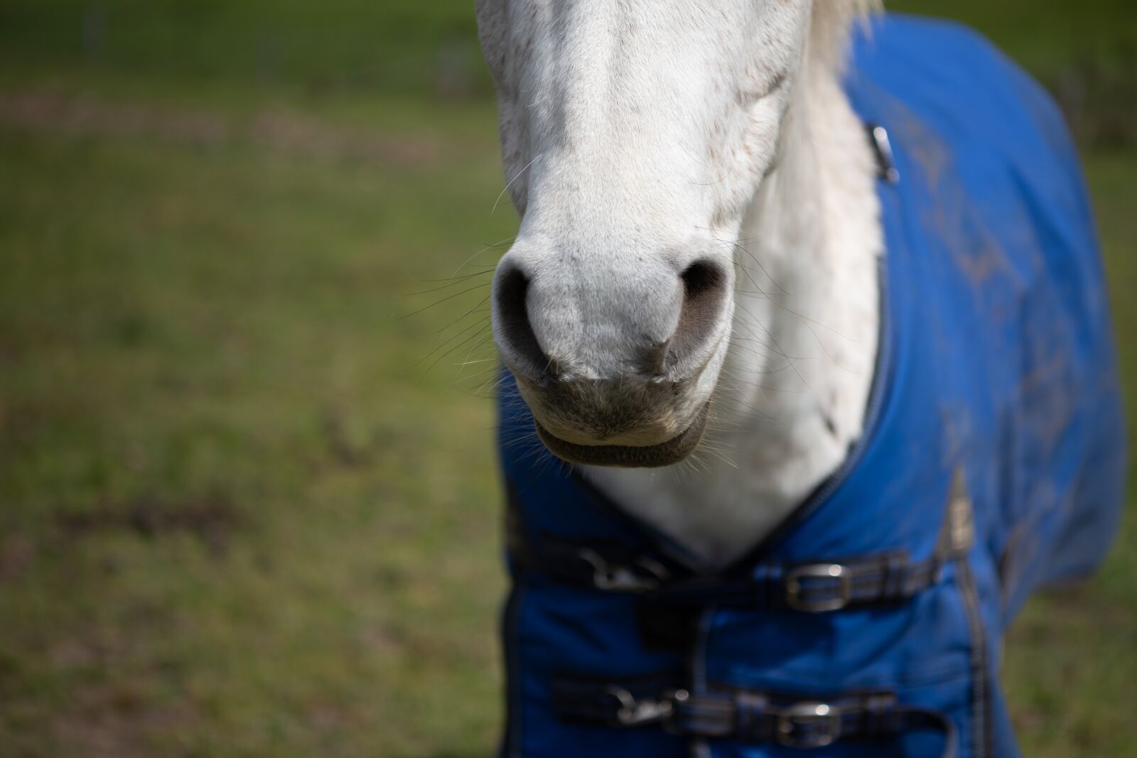 Nikon D750 sample photo. Horse, pony, nose photography