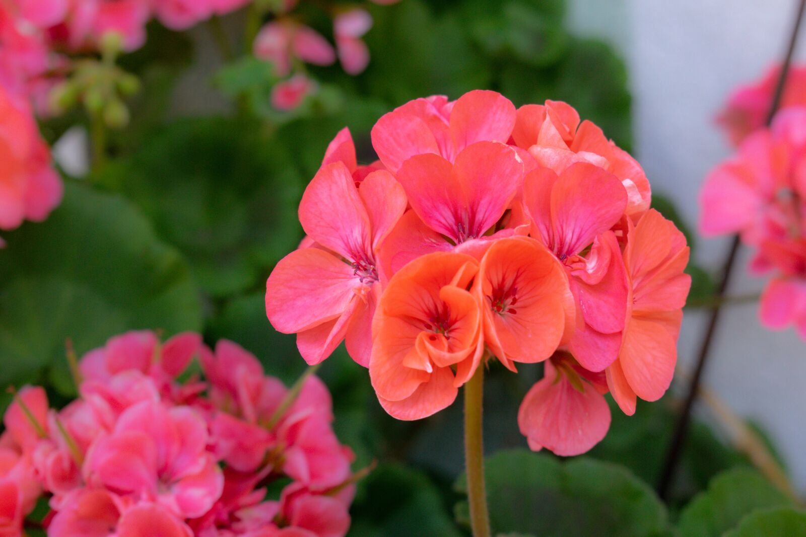 Nikon D3300 sample photo. Home, garden, fresh photography