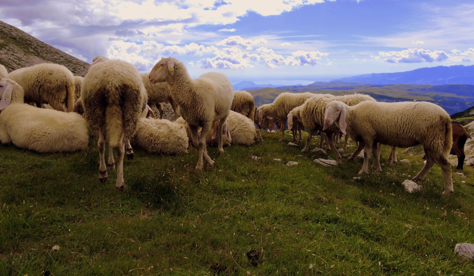 Nikon Coolpix P600 sample photo. Sheep, flock, landscape photography