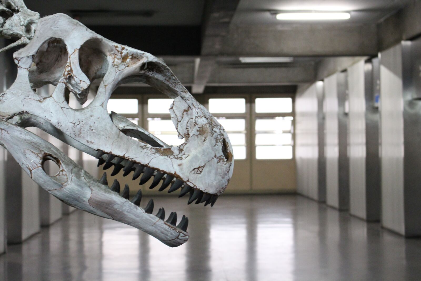Canon EOS 700D (EOS Rebel T5i / EOS Kiss X7i) sample photo. Dinosaur, fossil photography