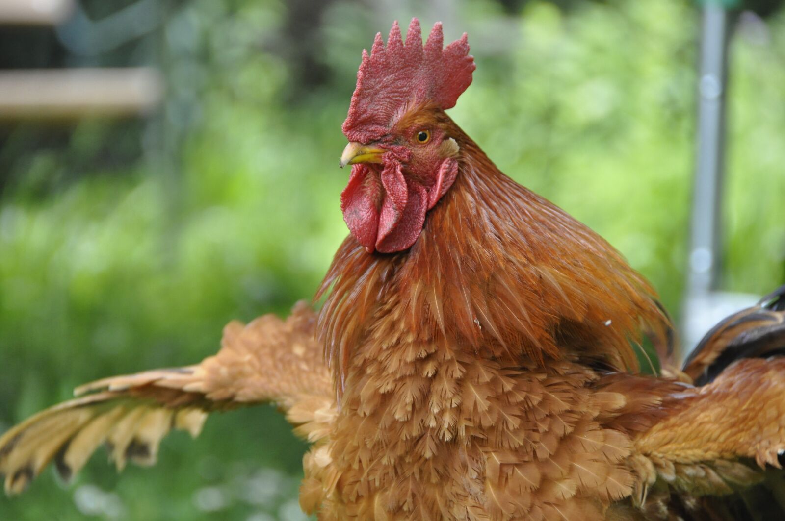 Nikon D90 sample photo. Chicken, hen, poultry photography