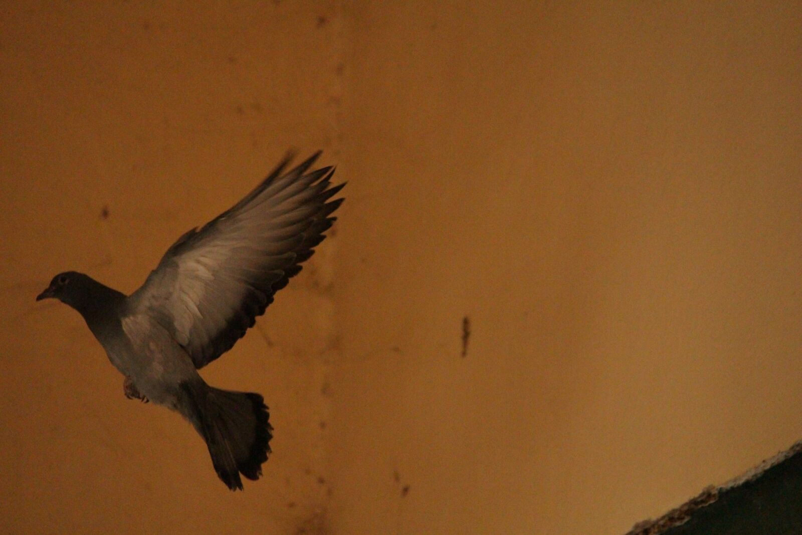 Canon EOS 700D (EOS Rebel T5i / EOS Kiss X7i) sample photo. Pigeon, pigeon flying, bird photography