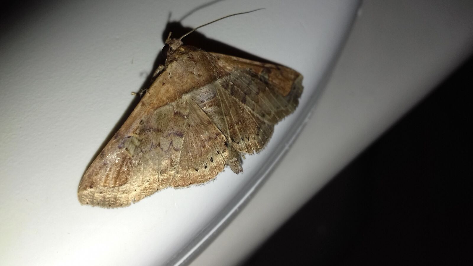 Samsung Galaxy J4 sample photo. Mariposa, butterfly, lepidopteran photography