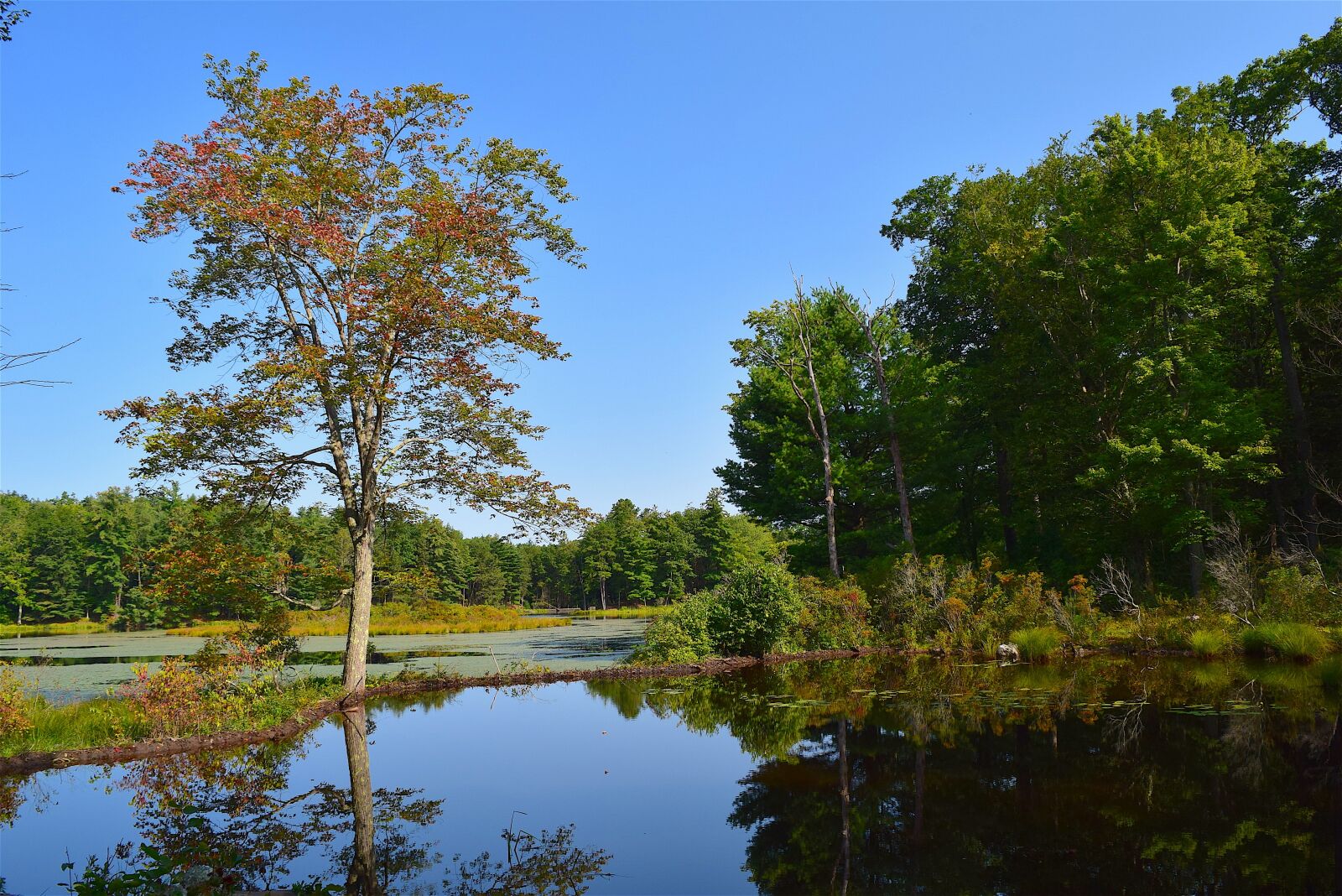 Nikon D3300 sample photo. Pond, tree, reflection photography