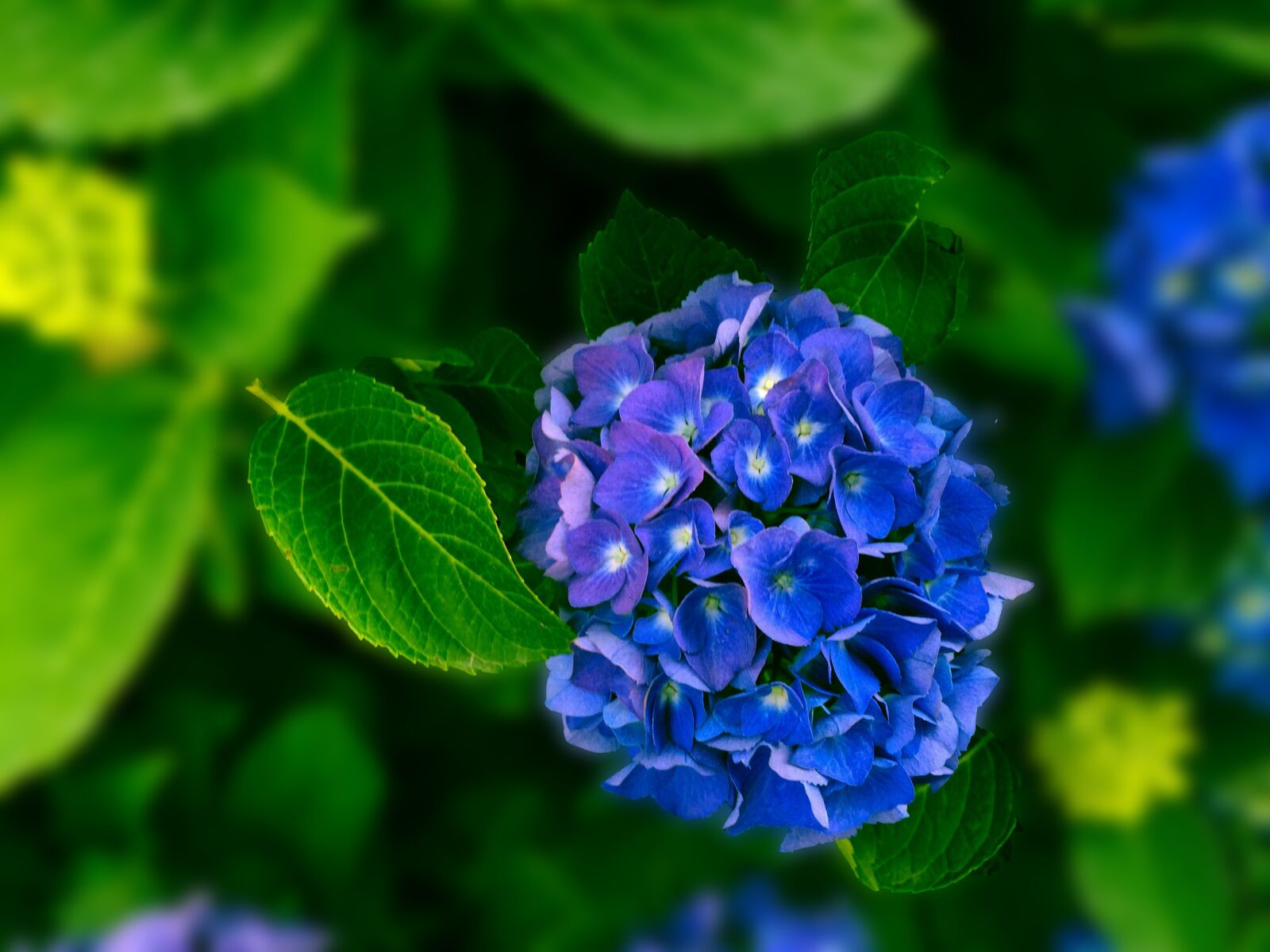 Apple iPhone 6 sample photo. Hydrangea, flower, flora photography