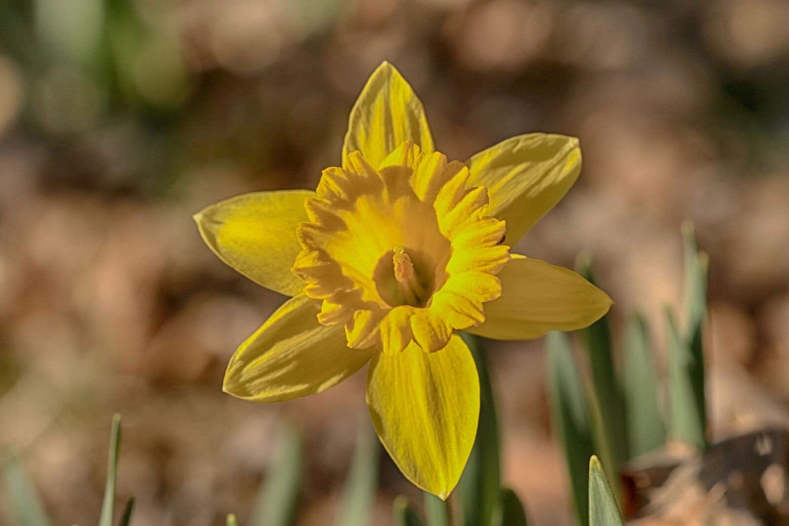 Canon EOS 7D Mark II sample photo. Daffodil, flower, spring photography