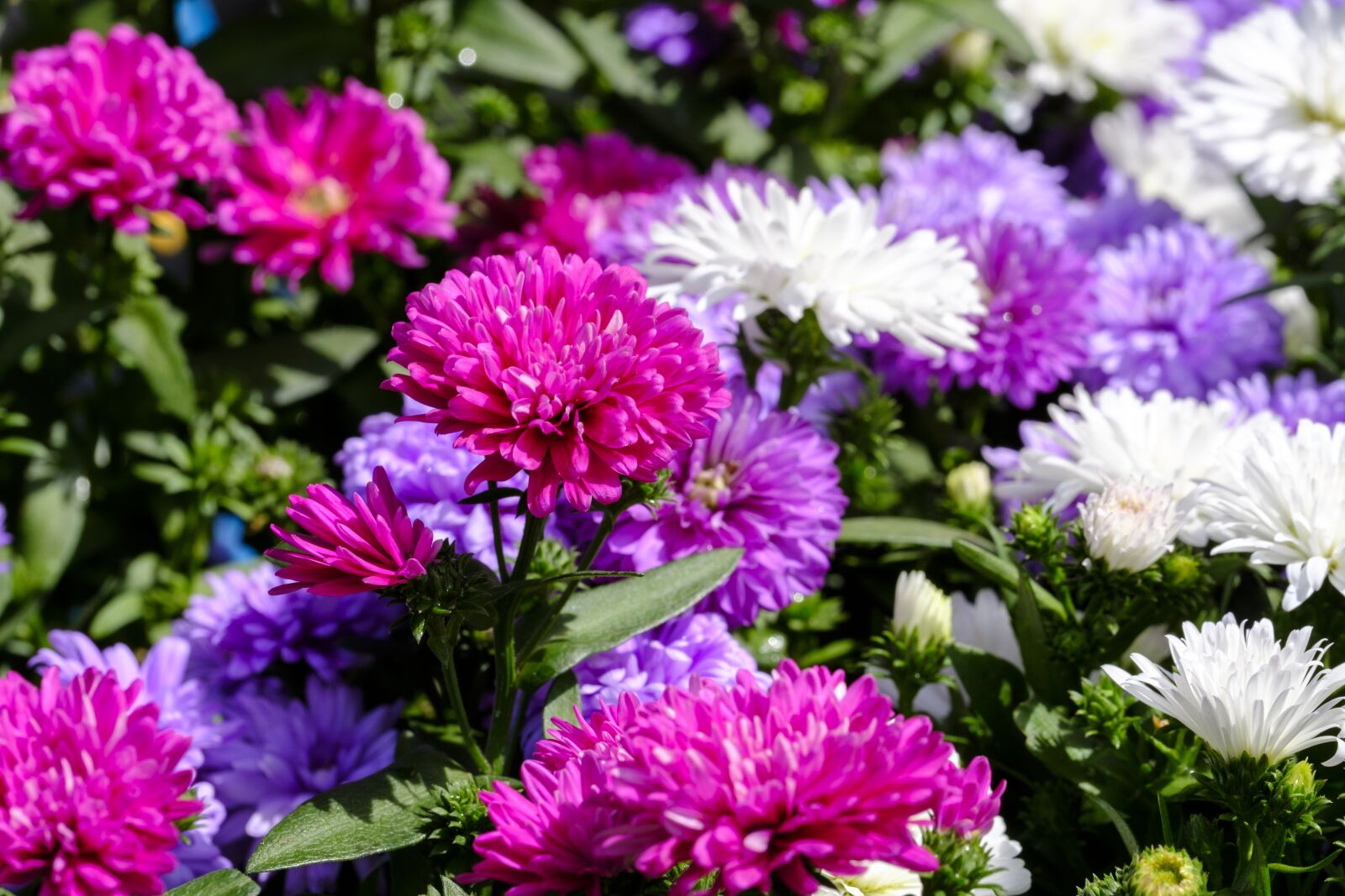Fujifilm X-T2 + Fujifilm XF 80mm F2.8 R LM OIS WR Macro sample photo. Asters, dwarf asters, composites photography