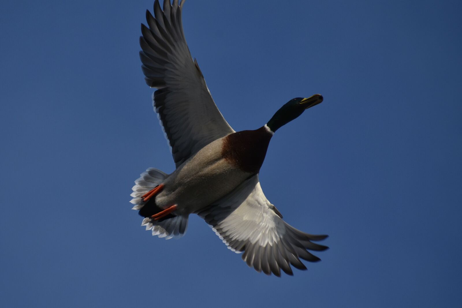 Nikon D7200 sample photo. Animal, sky, bird photography