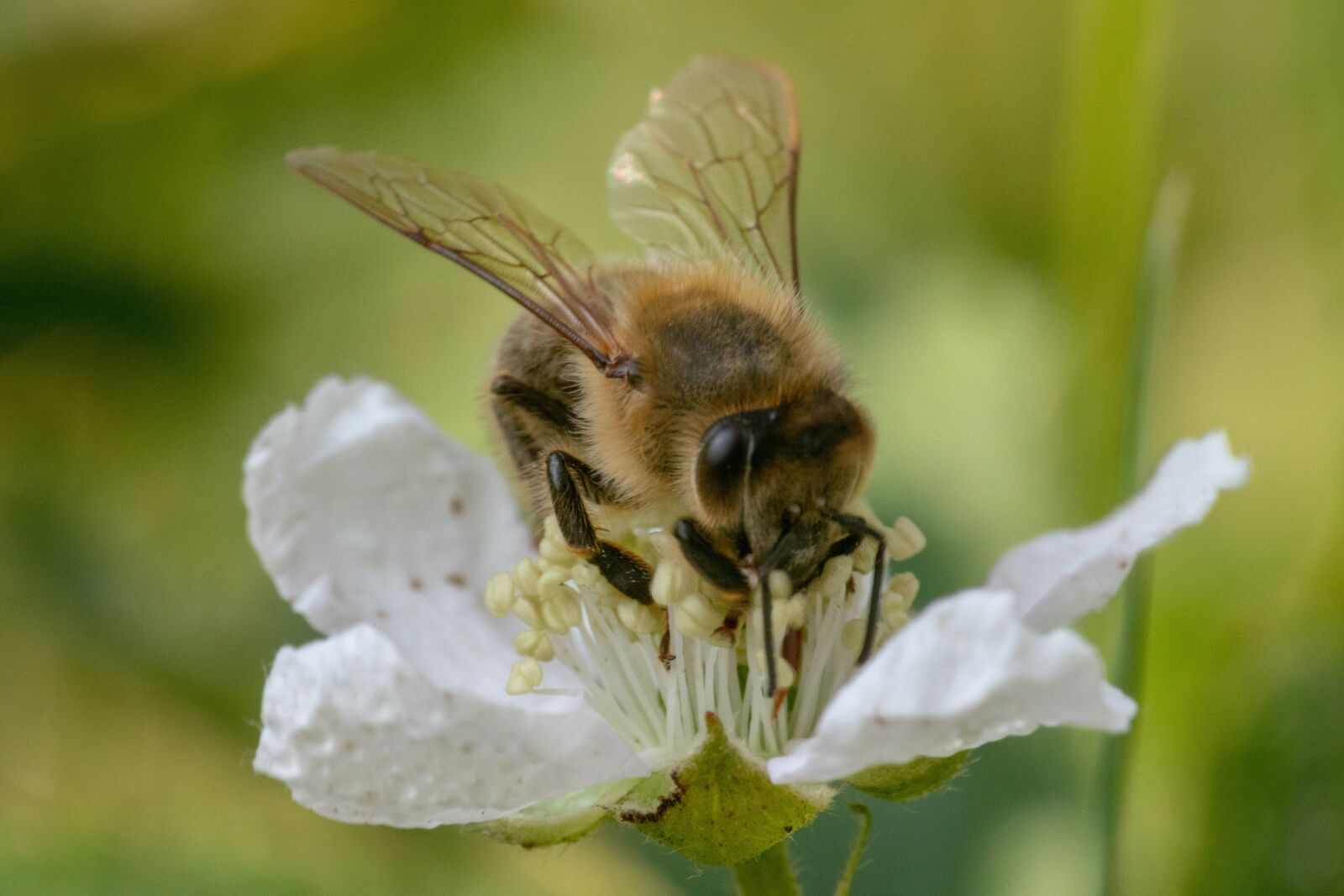 Nikon 1 J5 sample photo. Bee, insect, close up photography