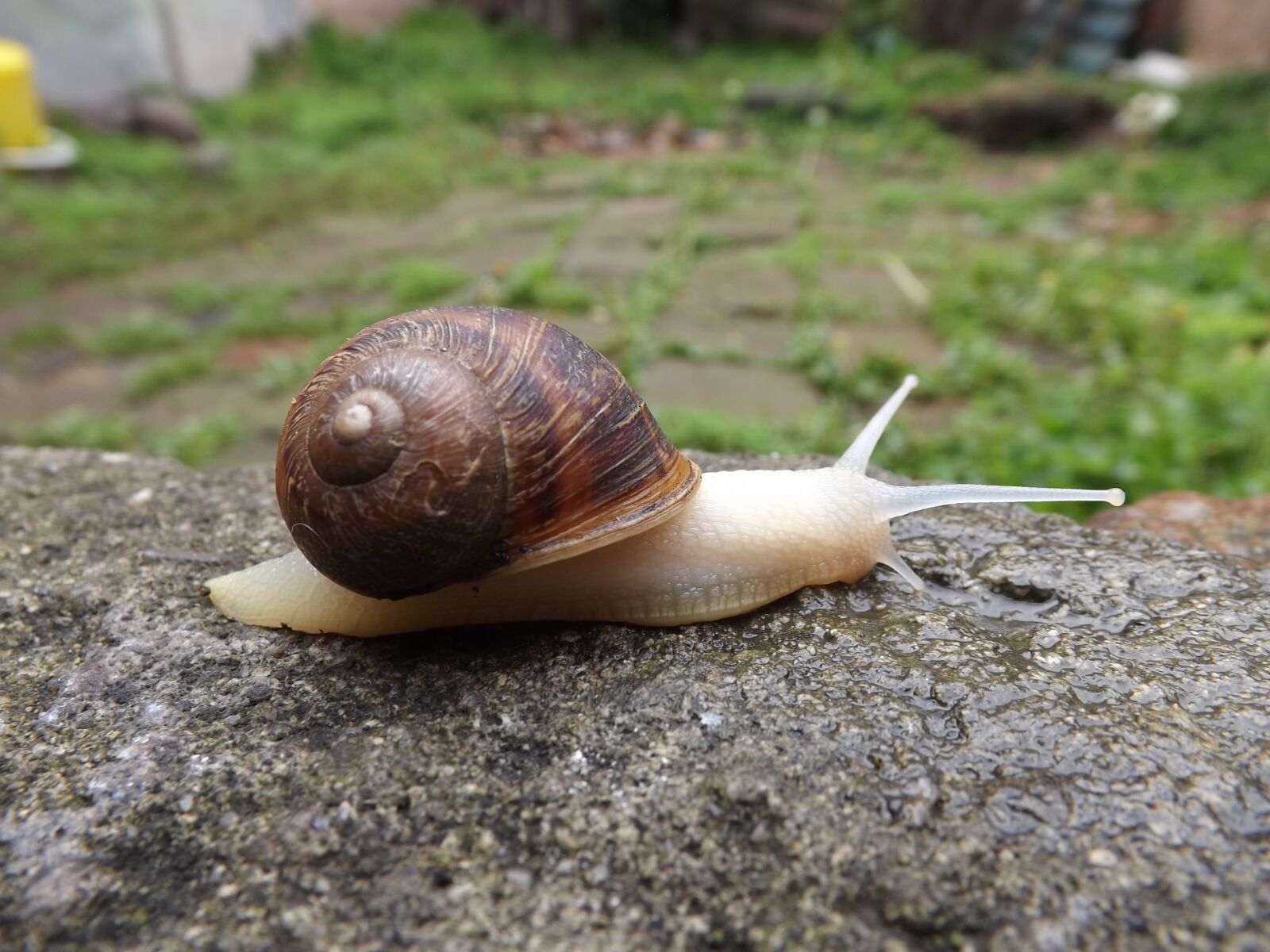 Fujifilm FinePix S4200 sample photo. Snail, molluscum, spiral photography