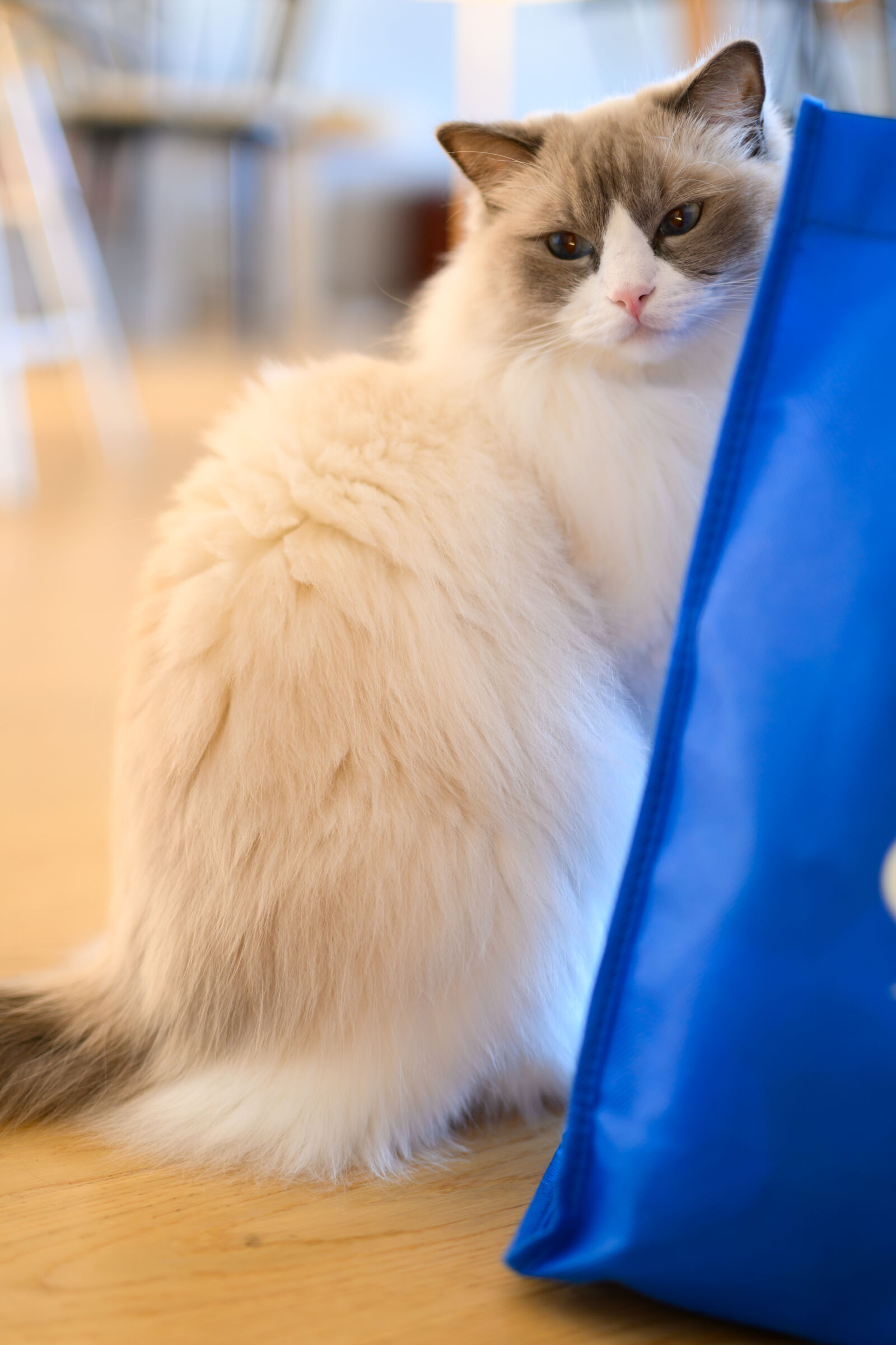 Nikon Z8 sample photo. Careful cat photography