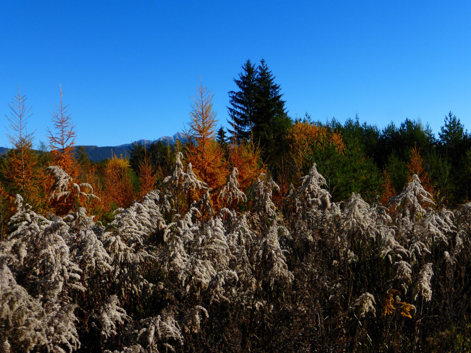 Panasonic DMC-TZ36 sample photo. Autumn, leaves, forest photography