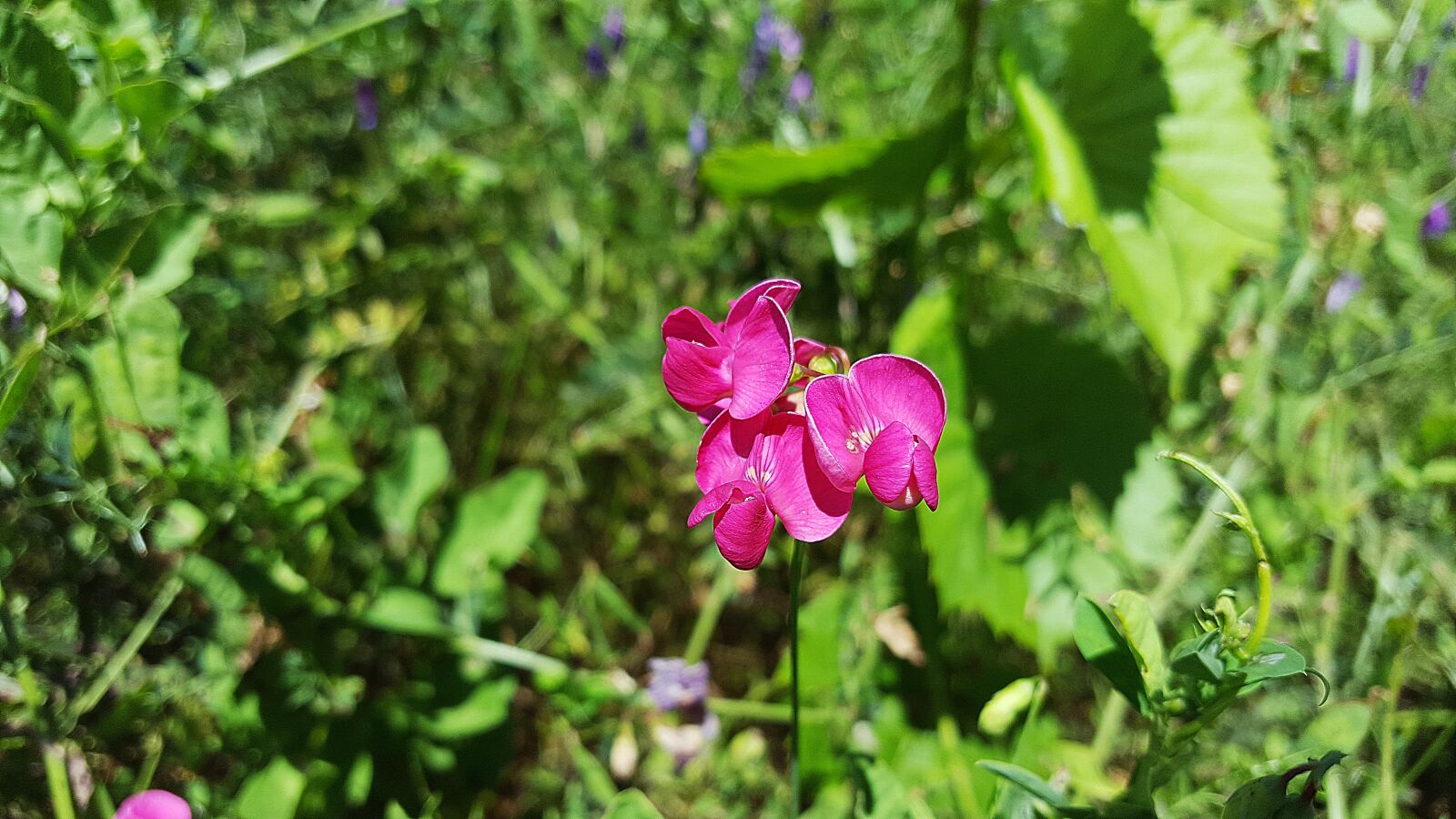 Samsung Galaxy S6 sample photo. Lathyrus, lathyrus tuberosus, aardaker photography