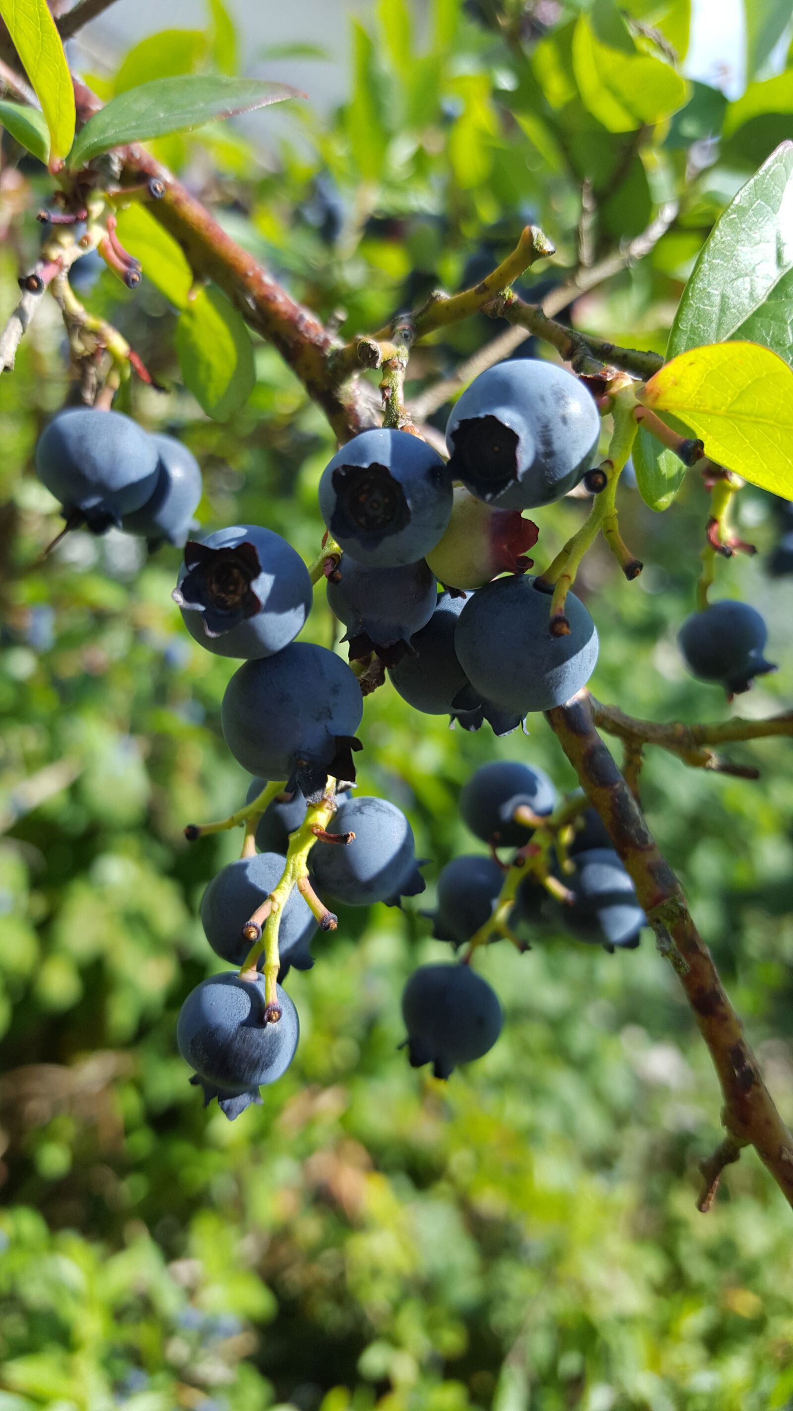 Samsung Galaxy S6 sample photo. Blueberries, soft fruit, summer photography