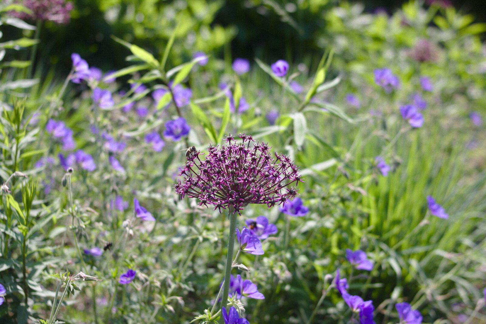 Canon EOS 750D (EOS Rebel T6i / EOS Kiss X8i) sample photo. Garden, flowers, blossom photography