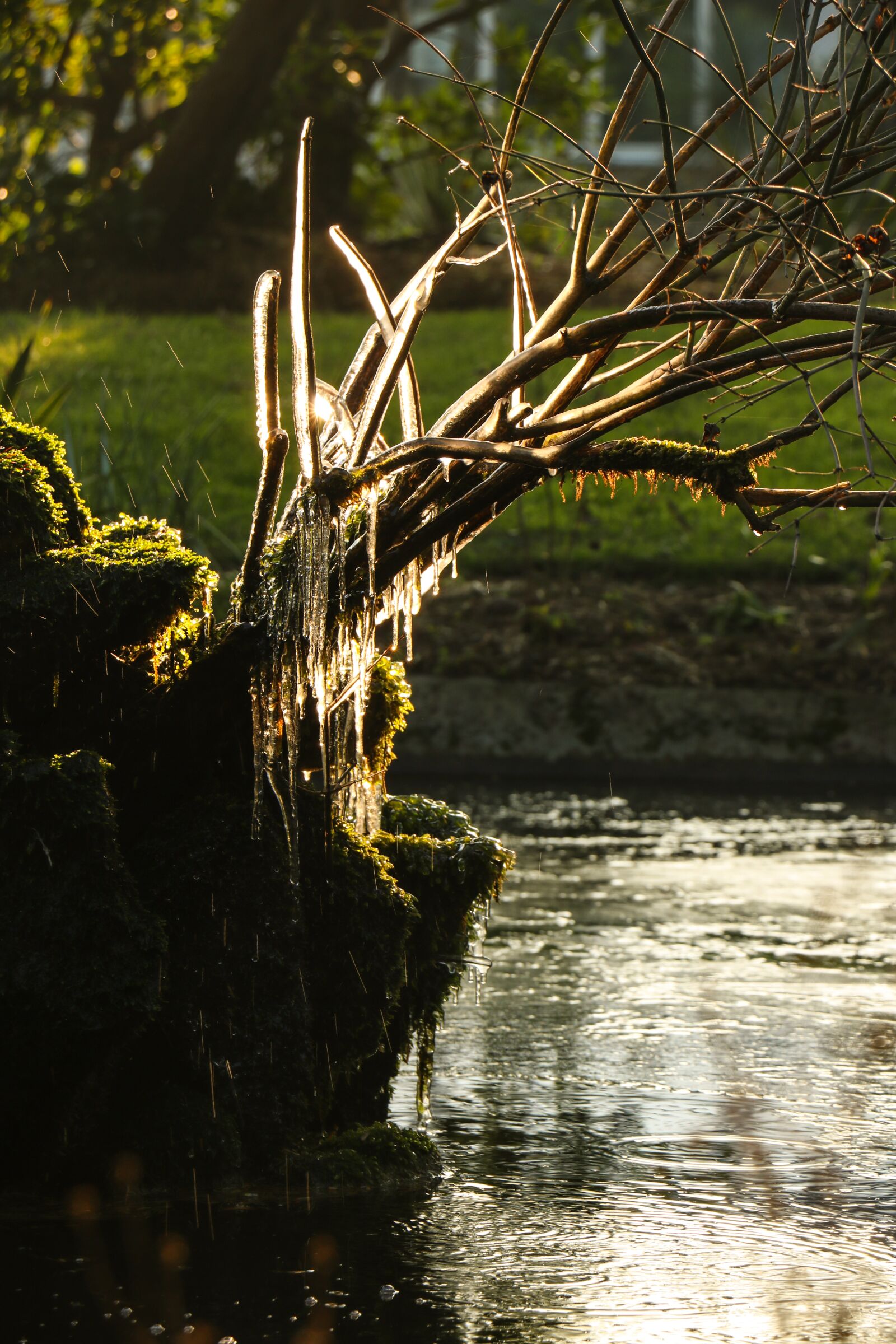 Canon EOS 750D (EOS Rebel T6i / EOS Kiss X8i) sample photo. Garden, cherbourg, ice photography