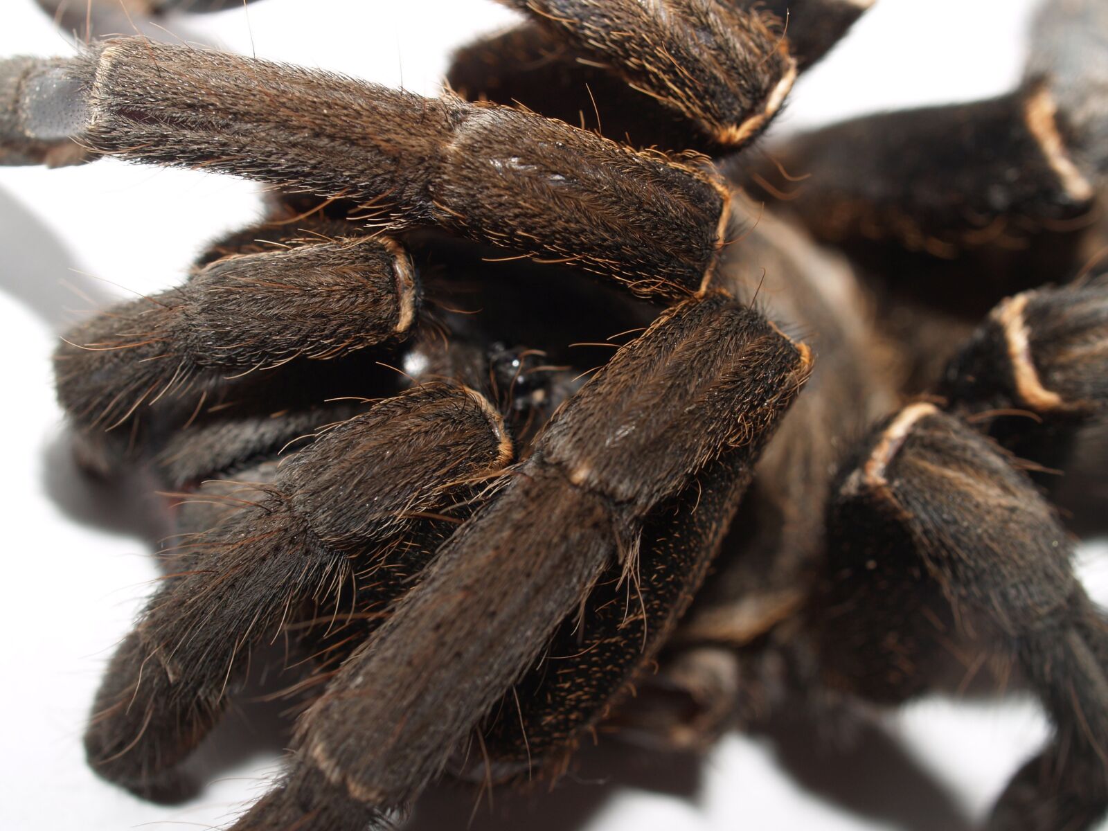 Olympus E-300 (EVOLT E-300) sample photo. Spider, tarantula, arthropod photography