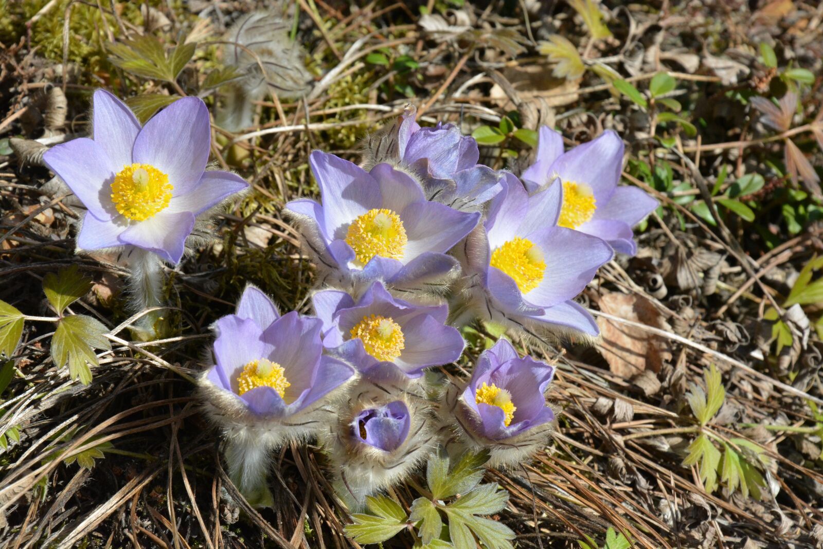 Nikon D5200 sample photo. Fabric anemone, kylm nkukka photography