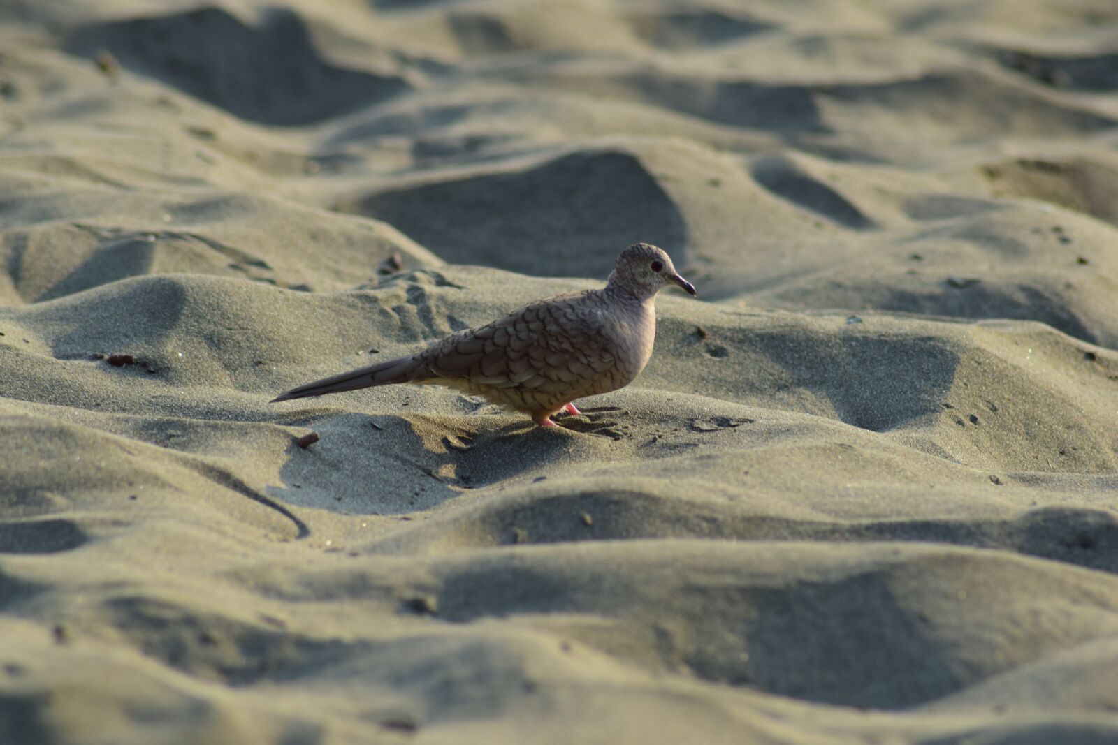 Nikon D5300 sample photo. Ave, summer, freedom photography