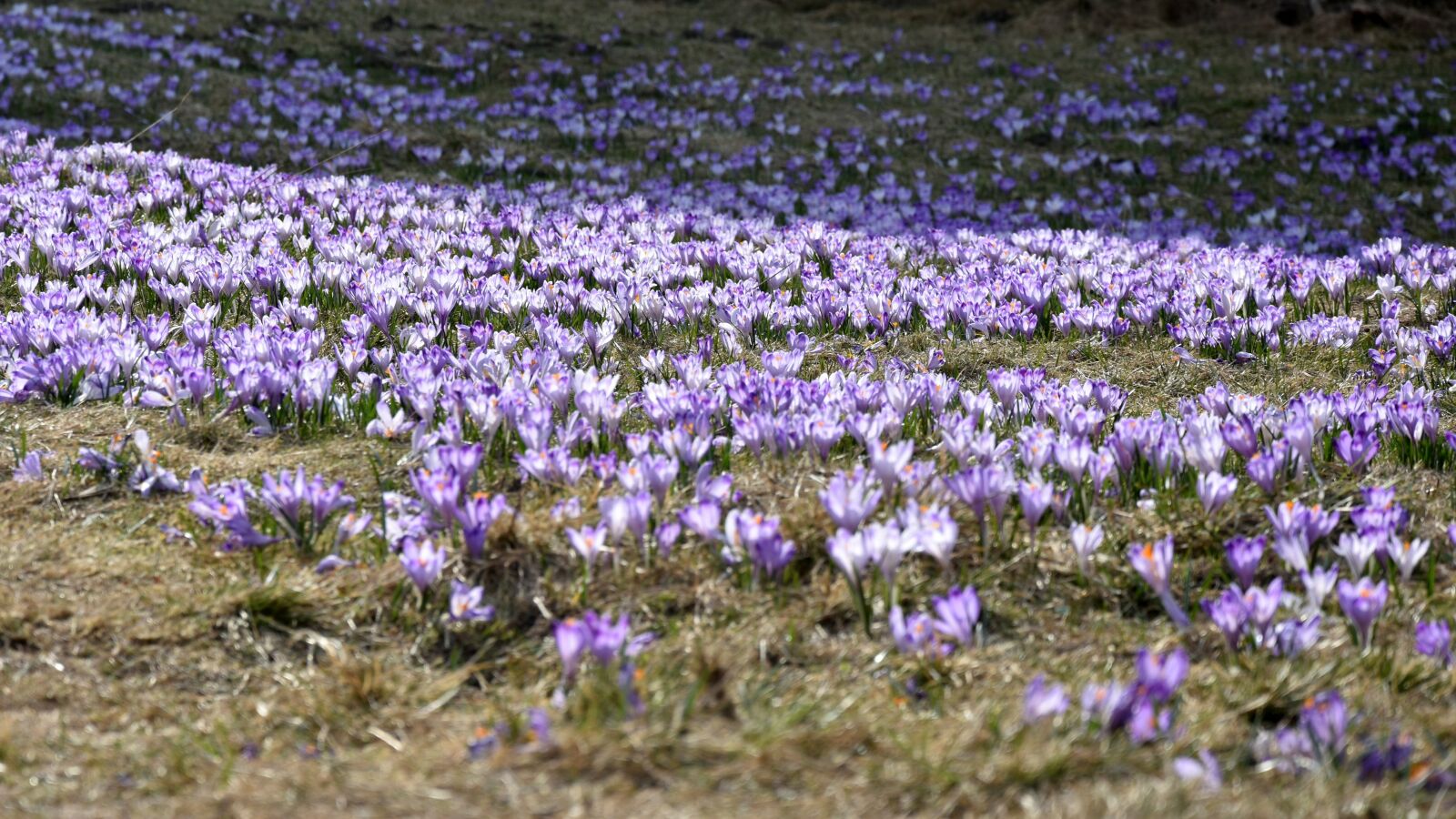 Nikon D7200 sample photo. Crocus, flower, chocho owska photography