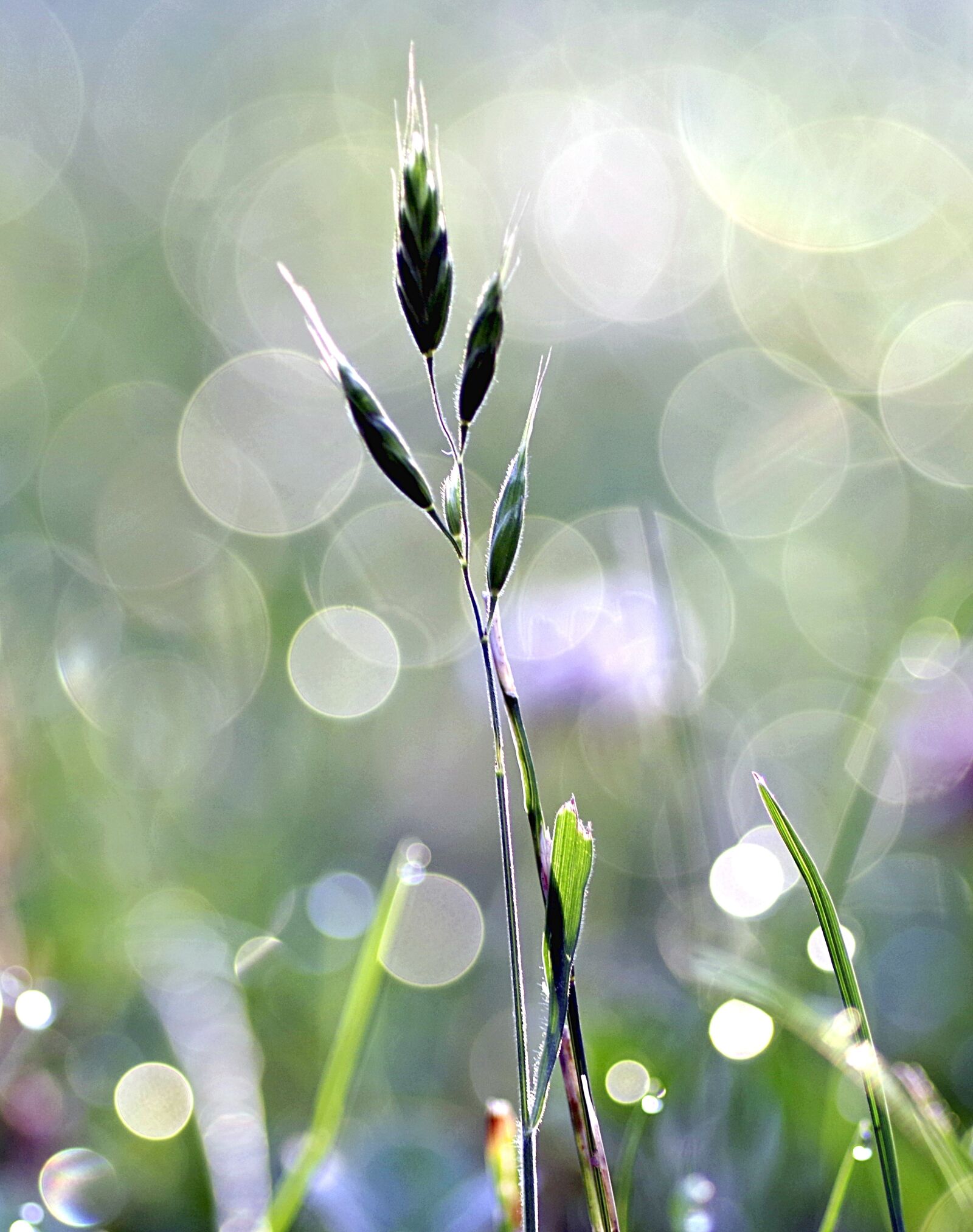 Pentax K-S2 sample photo. Grass, rosa, bliki photography