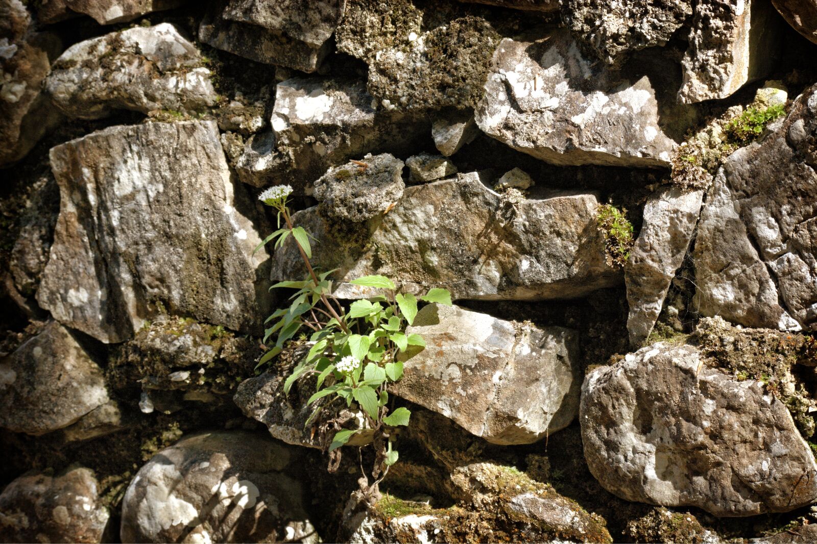 55.0-200.0mm f/4.0-f/5.6 sample photo. Quarry stone, wall, texture photography