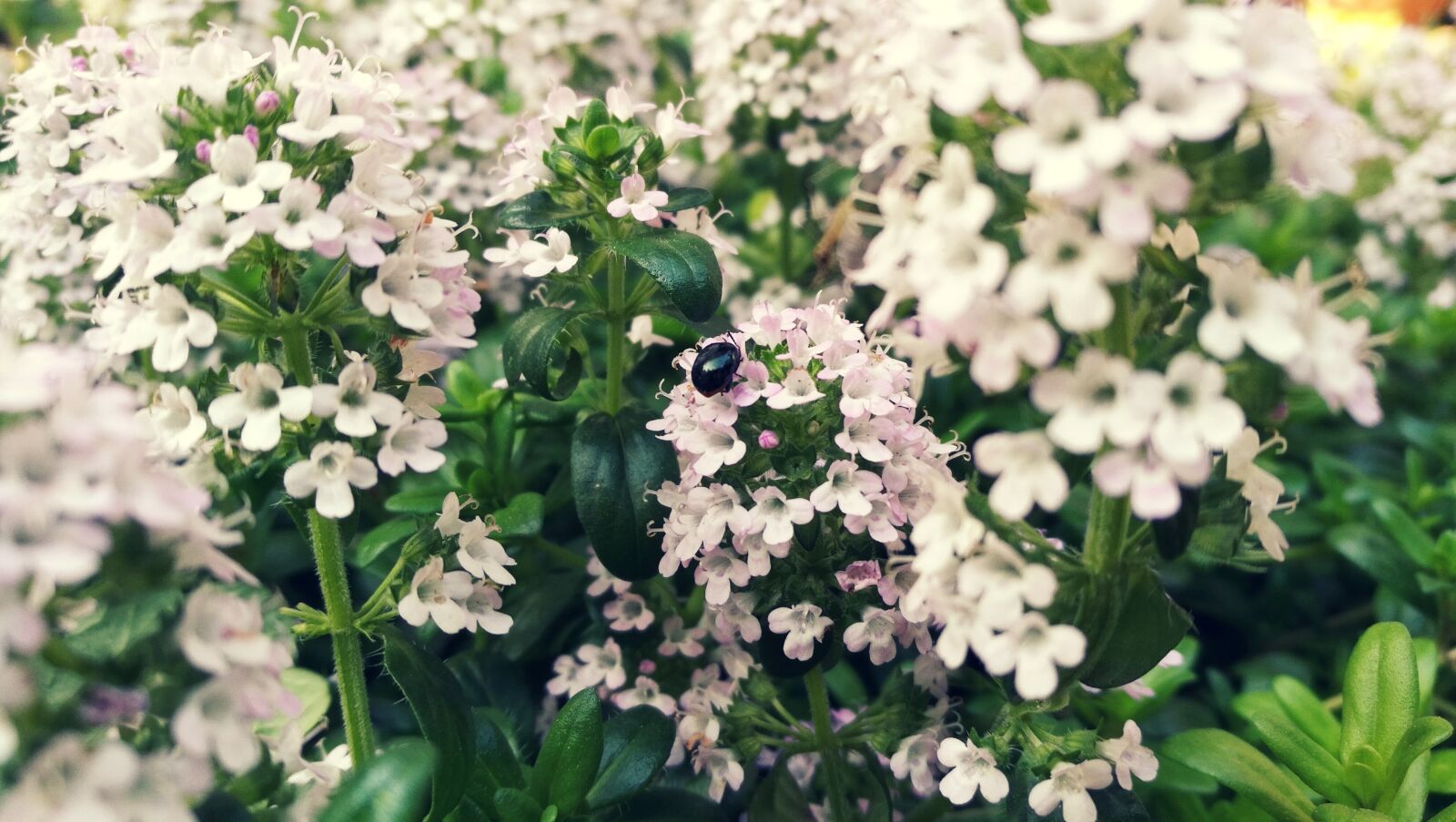 HUAWEI FRD-L02 sample photo. Insect, white, flowers photography