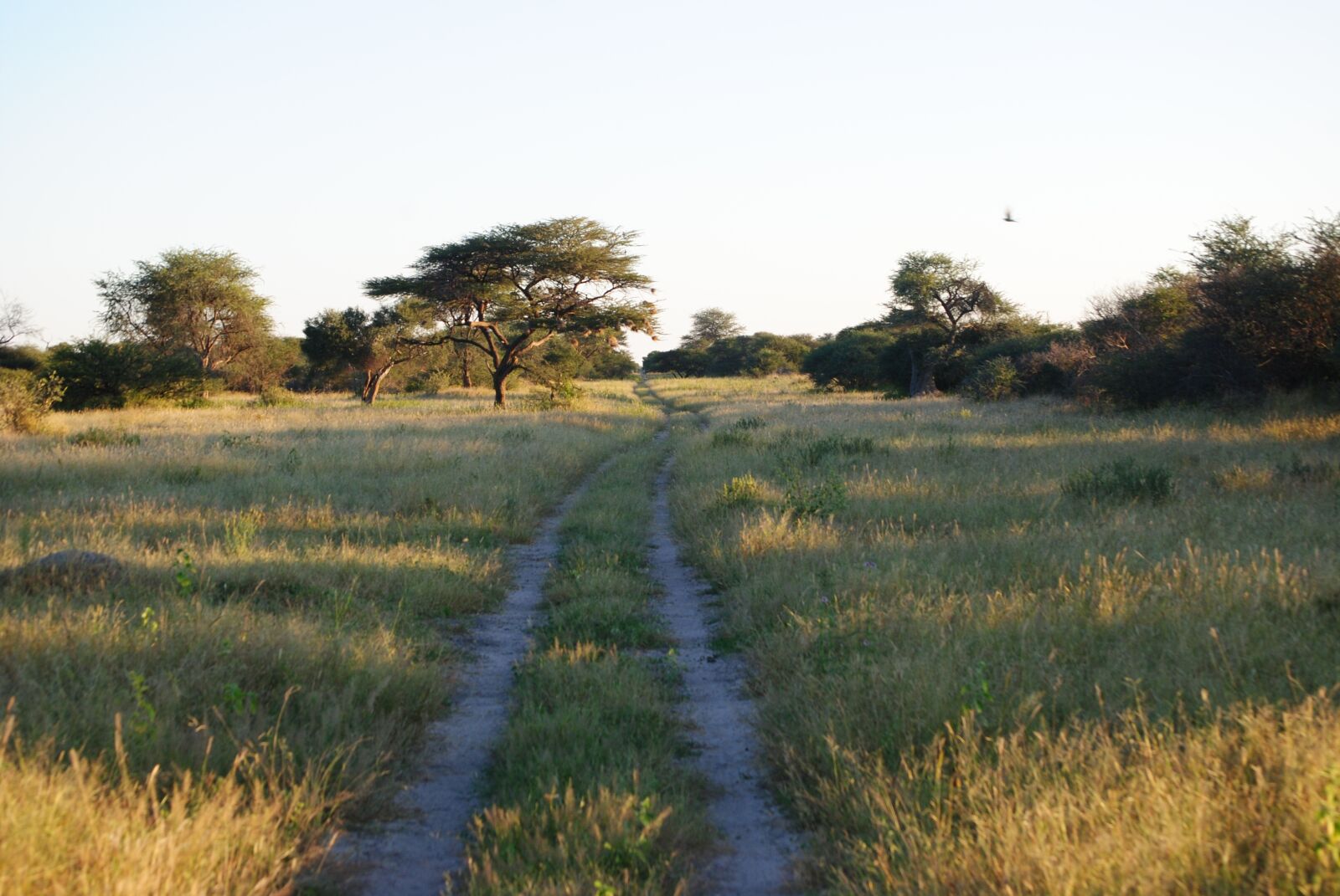 Nikon D3000 sample photo. Africa, namibia, nature photography