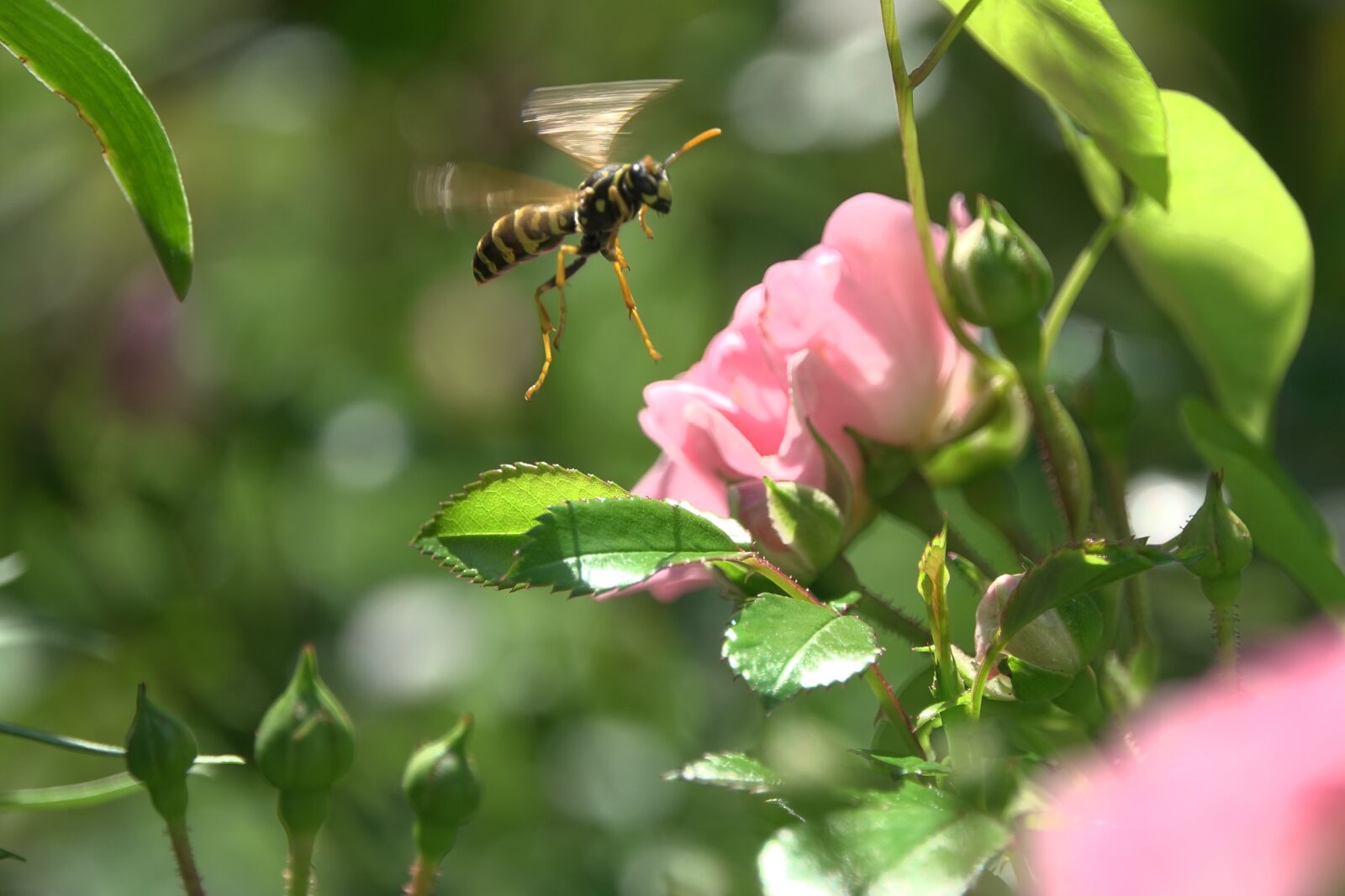 Sony Cyber-shot DSC-RX10 IV sample photo. Wasp, hornet, blossom photography