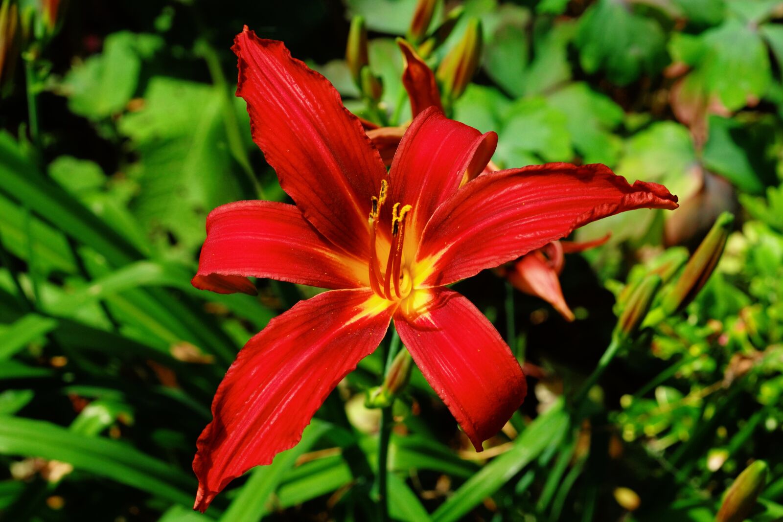 MACRO 50mm F2.8 sample photo. Flower, blossom, bloom photography