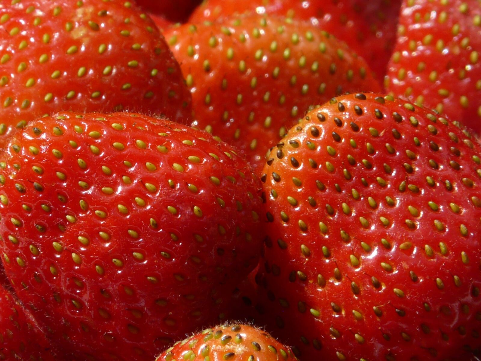 Panasonic DMC-FZ18 sample photo. Strawberries, fruity, red photography