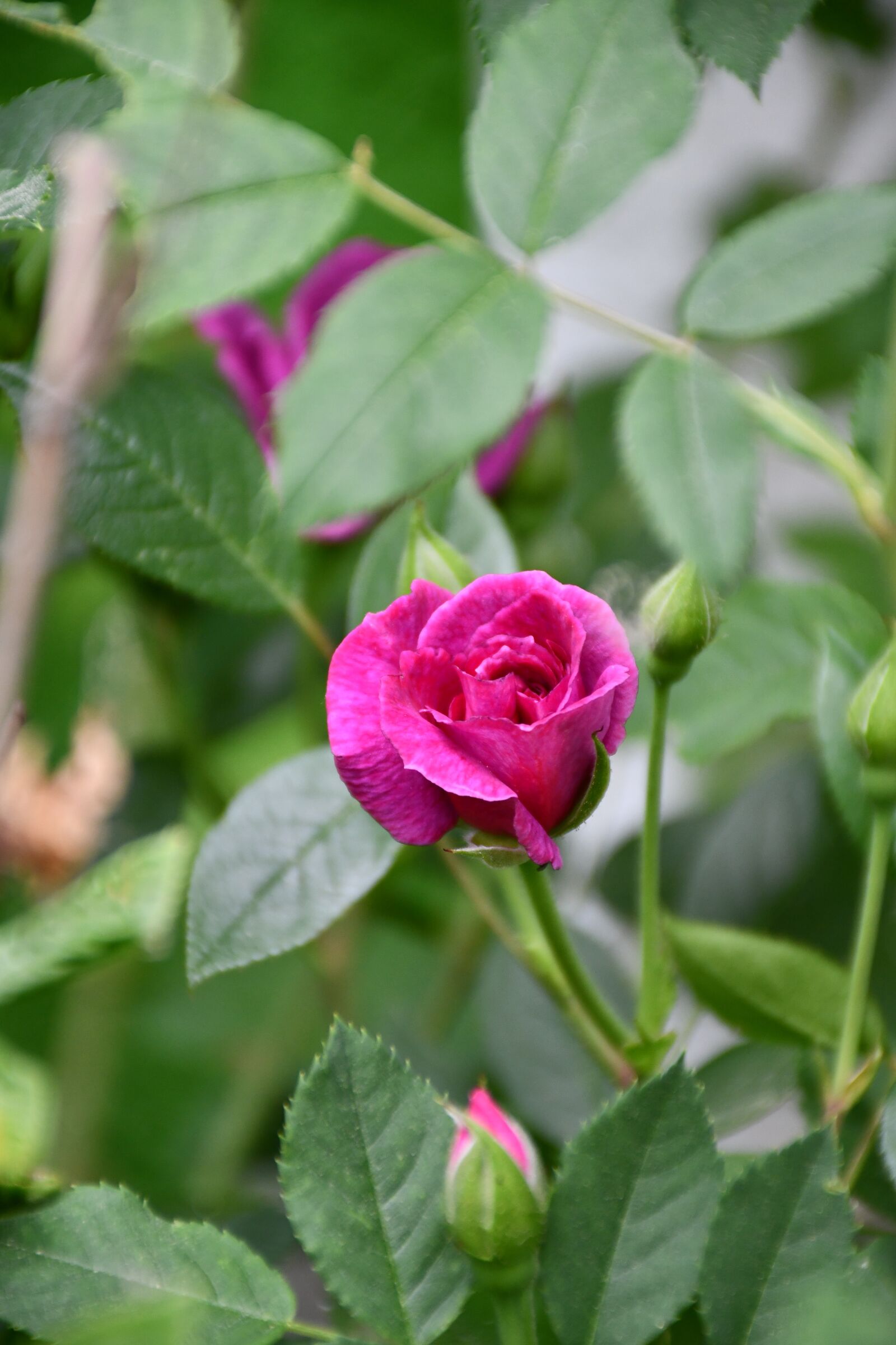 Nikon D7500 sample photo. Rose, pink, flowers photography