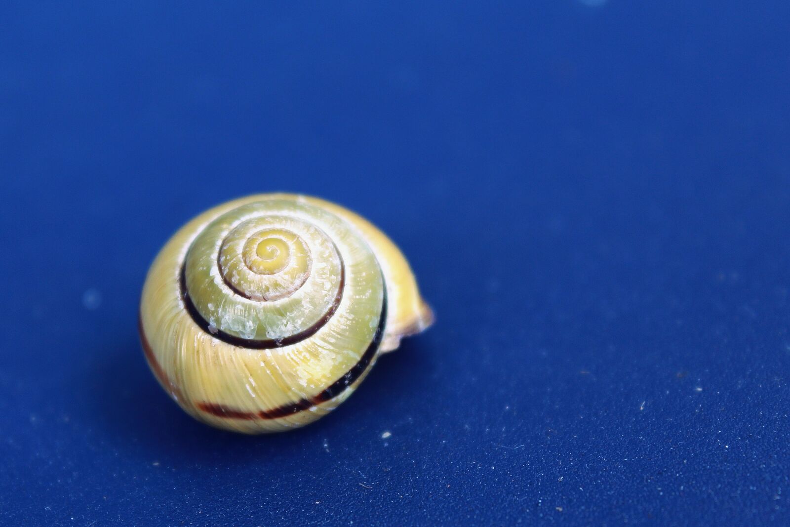 Canon EOS 1200D (EOS Rebel T5 / EOS Kiss X70 / EOS Hi) sample photo. Snail, shell, mollusk photography