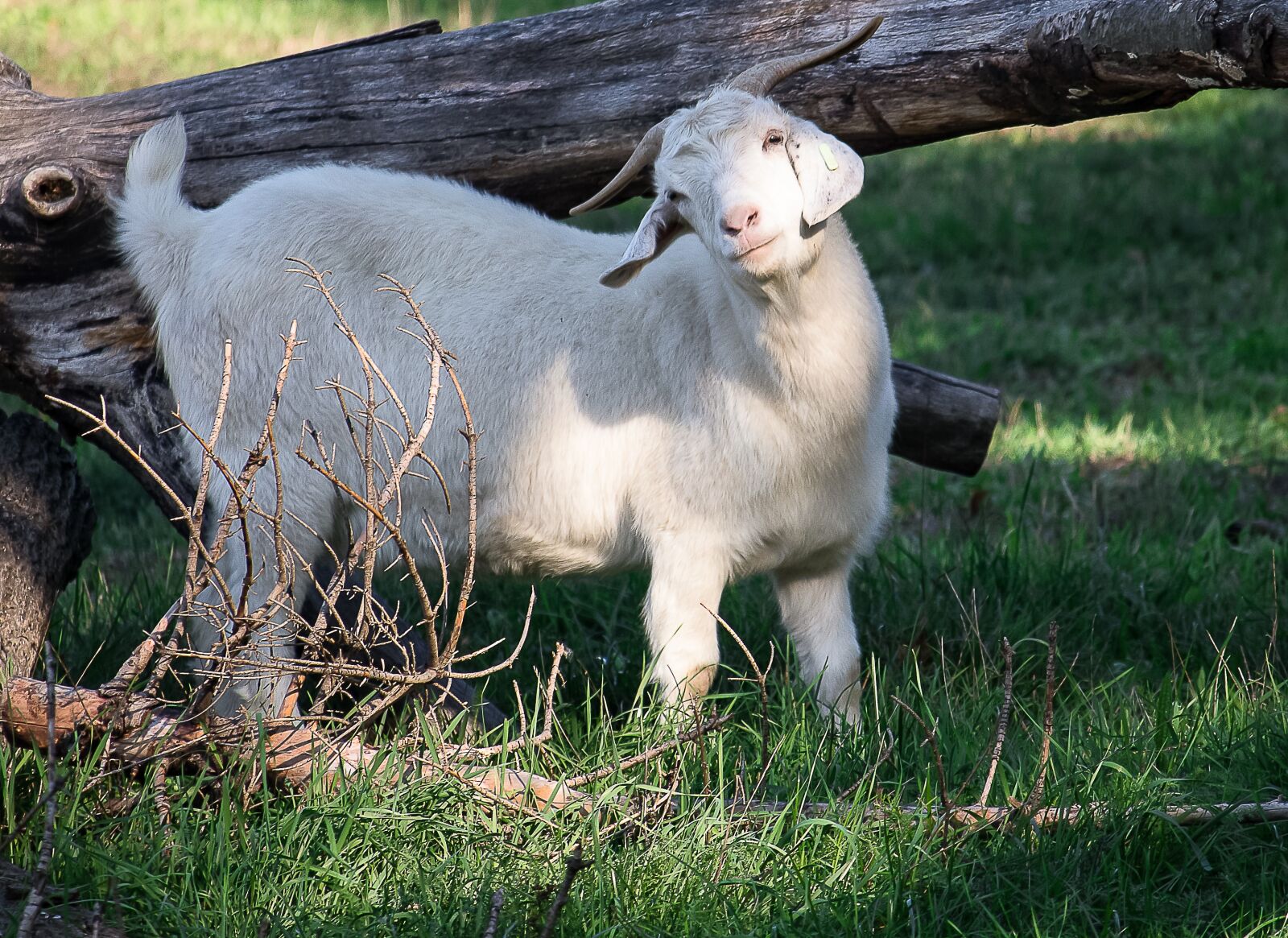 Canon EF-S 55-250mm F4-5.6 IS STM sample photo. Goat, animal, animal world photography