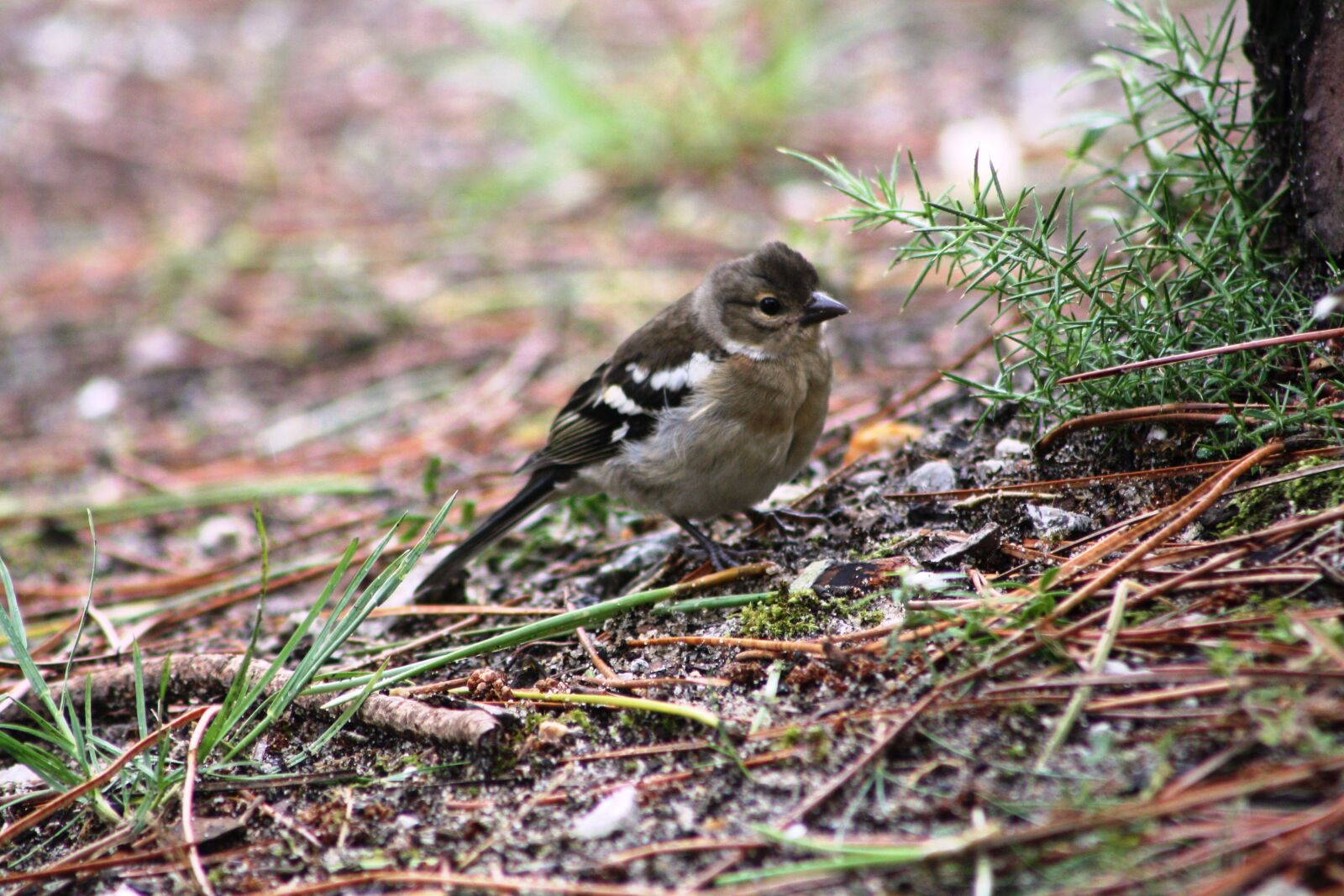 Canon EOS 1000D (EOS Digital Rebel XS / EOS Kiss F) sample photo. Birds, nature, animal photography