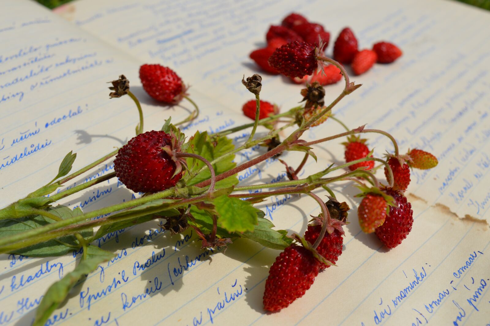 Nikon D3200 sample photo. Strawberry, fruit, paper photography
