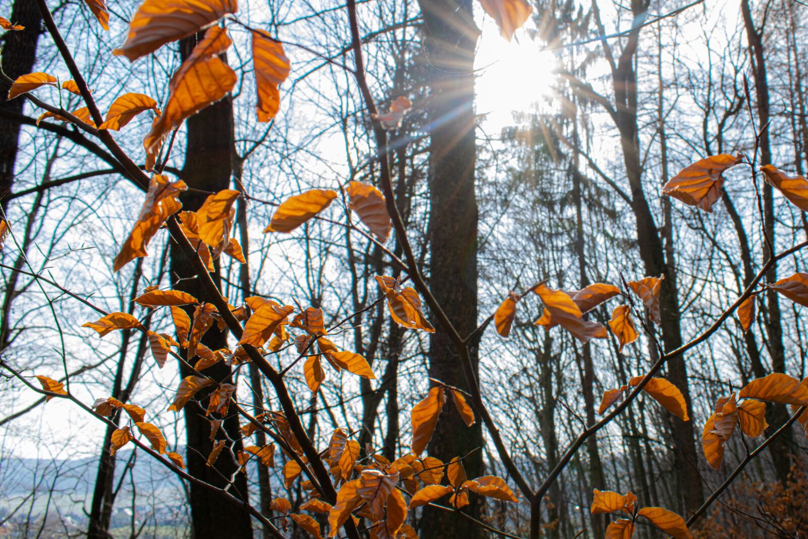 Nikon D5300 sample photo. Fall leaves, backlighting, autumn photography
