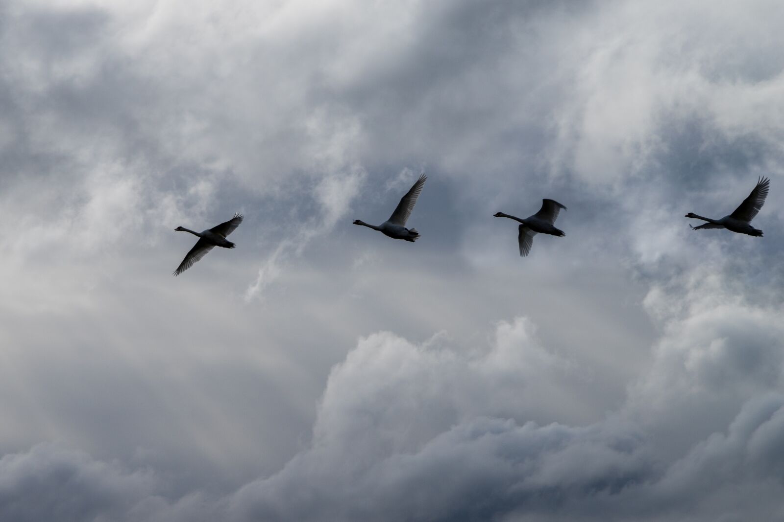 Canon EOS 6D Mark II sample photo. Geese, flight, bird photography