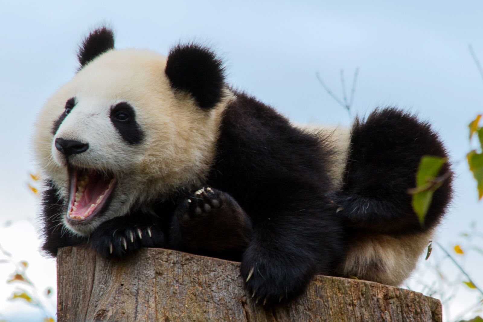 Canon EF 70-300mm F4-5.6 IS USM sample photo. Mammal, animal world, cute photography