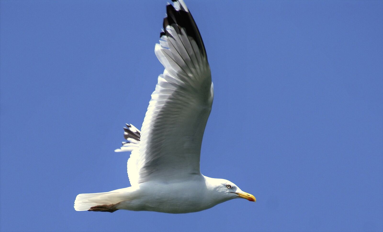 Sony Alpha DSLR-A350 sample photo. Gull, sky, flying photography