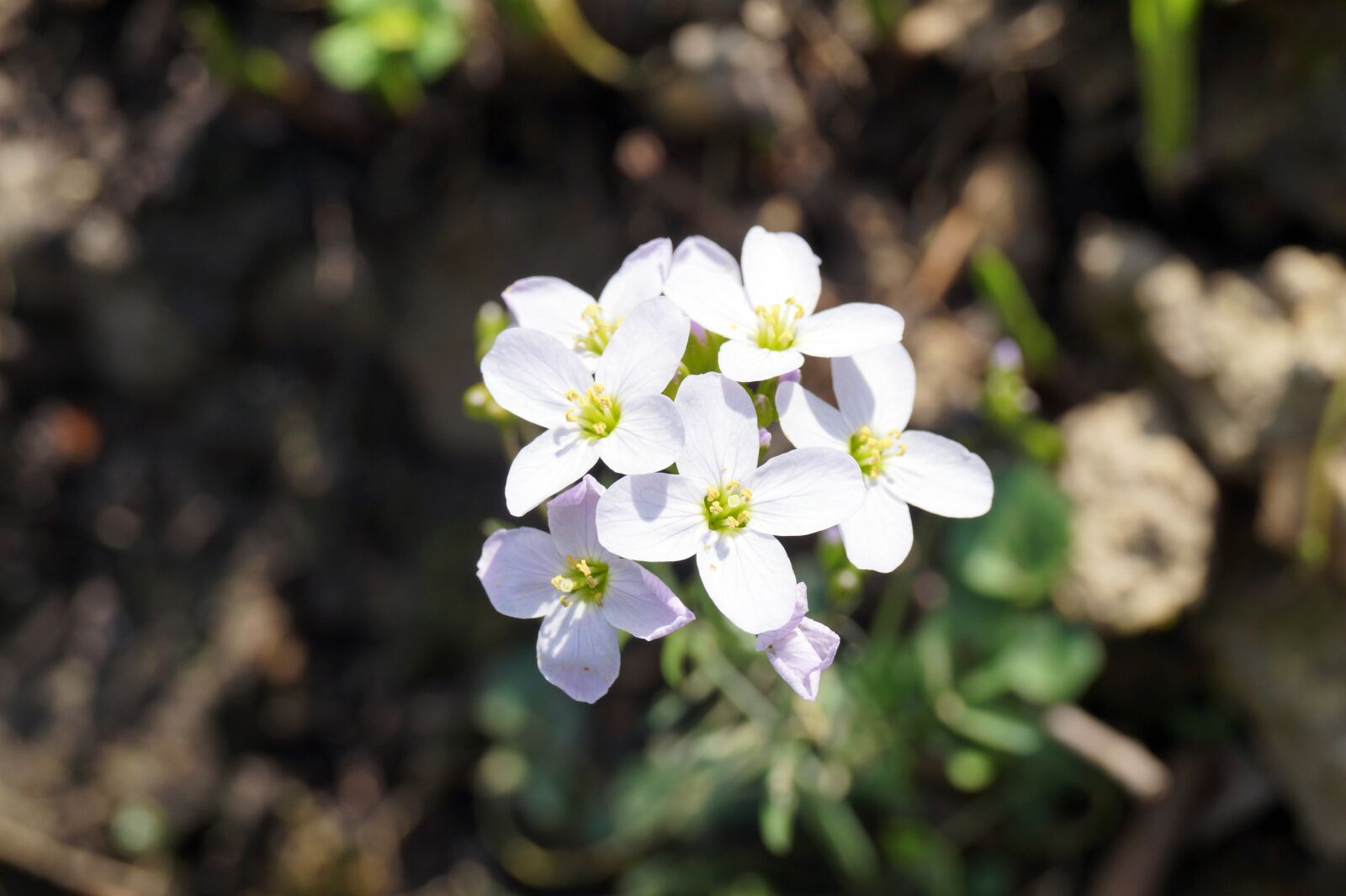 Sony DT 18-55mm F3.5-5.6 SAM II sample photo. Nature, flower, plant photography