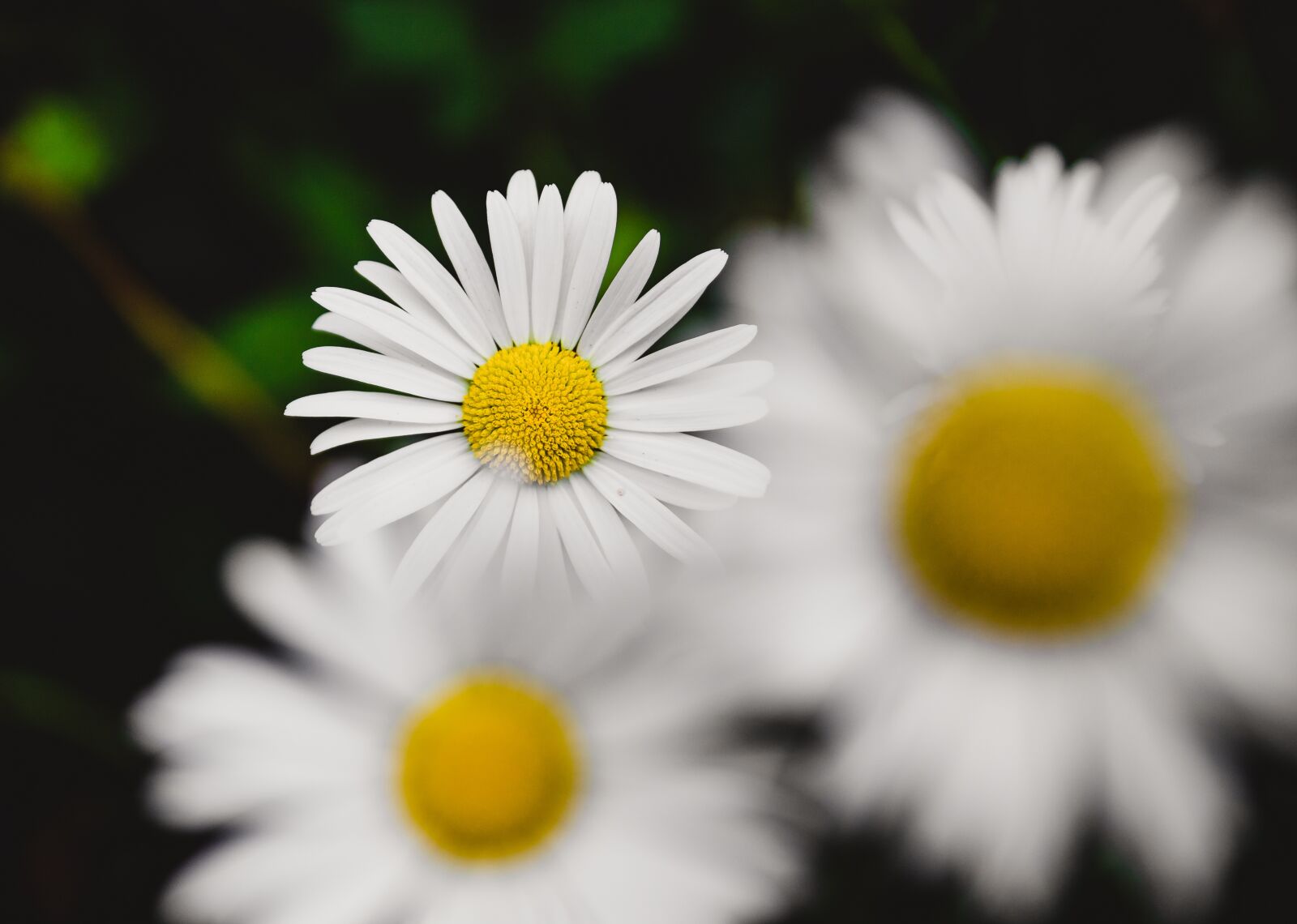 Canon EOS 6D Mark II sample photo. Daisies, flowers, daisy photography
